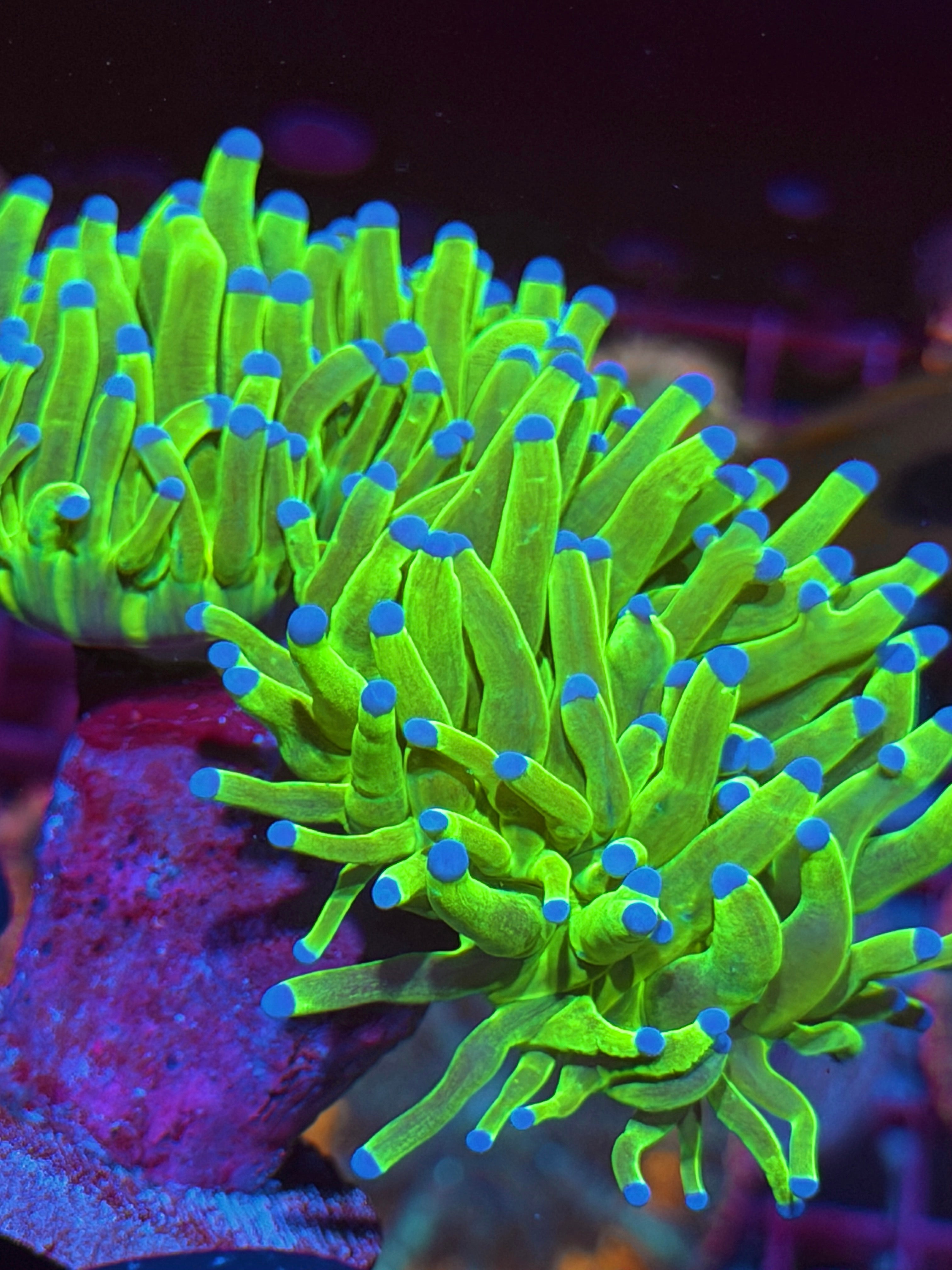 JEA Glitter Malaysian Holy Grail Torch Coral 2 Heads XXXL 6/4
