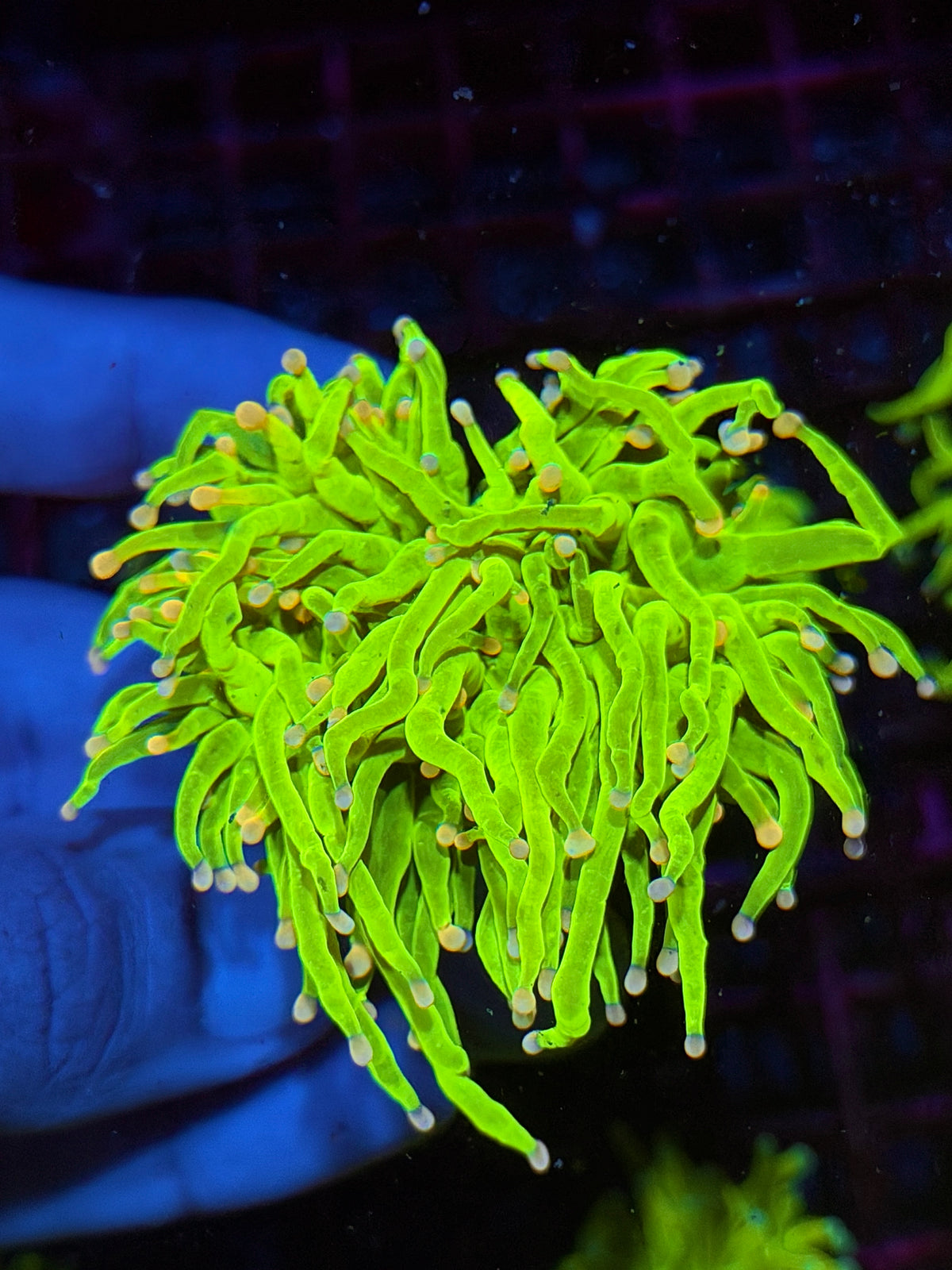 JEA Skittles Holy Grail Torch Coral Splitting 2 Heads XL 10/24