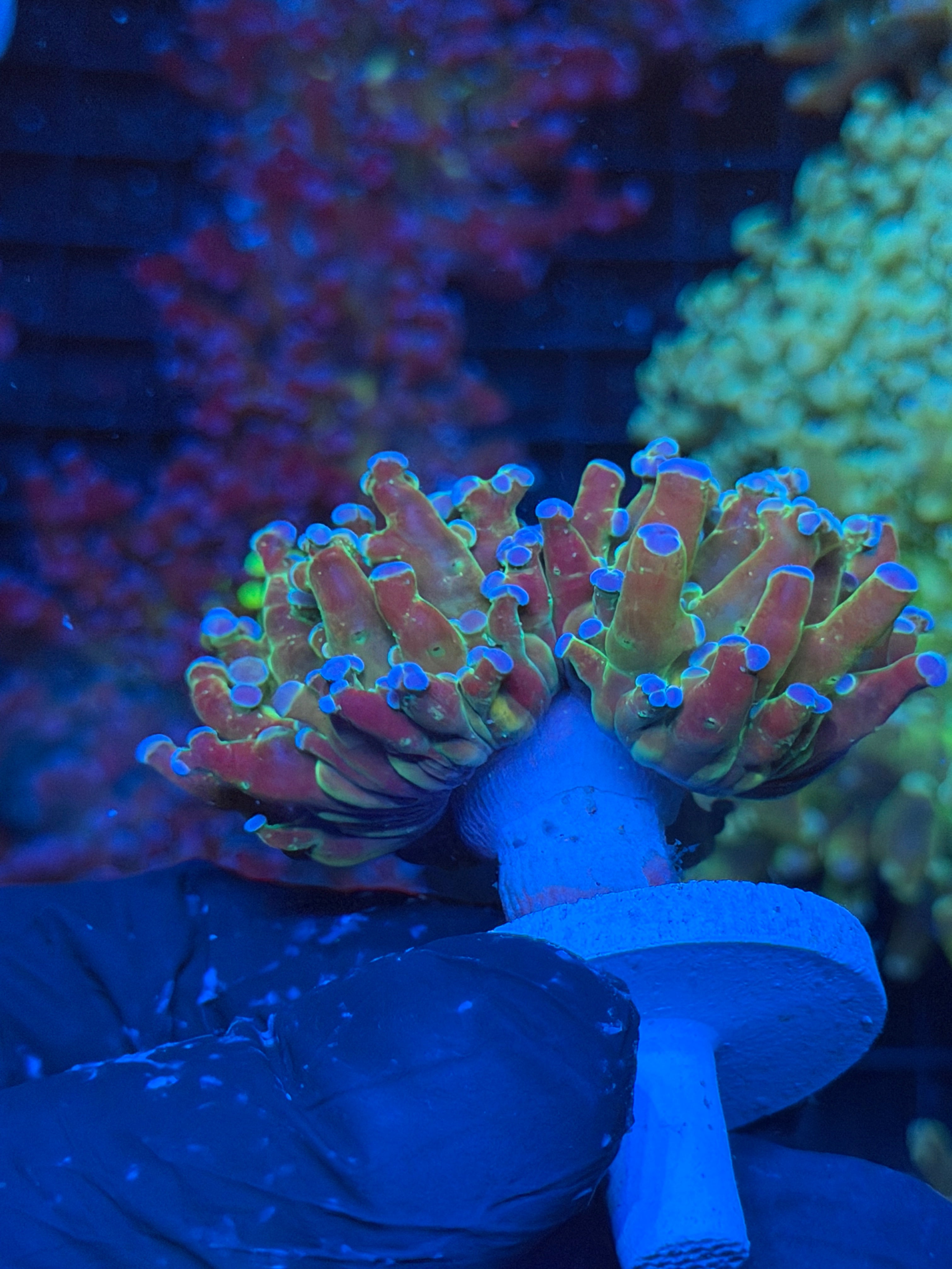 JEA Blue Magic Frogspawn Coral 1 XL Head 9/6