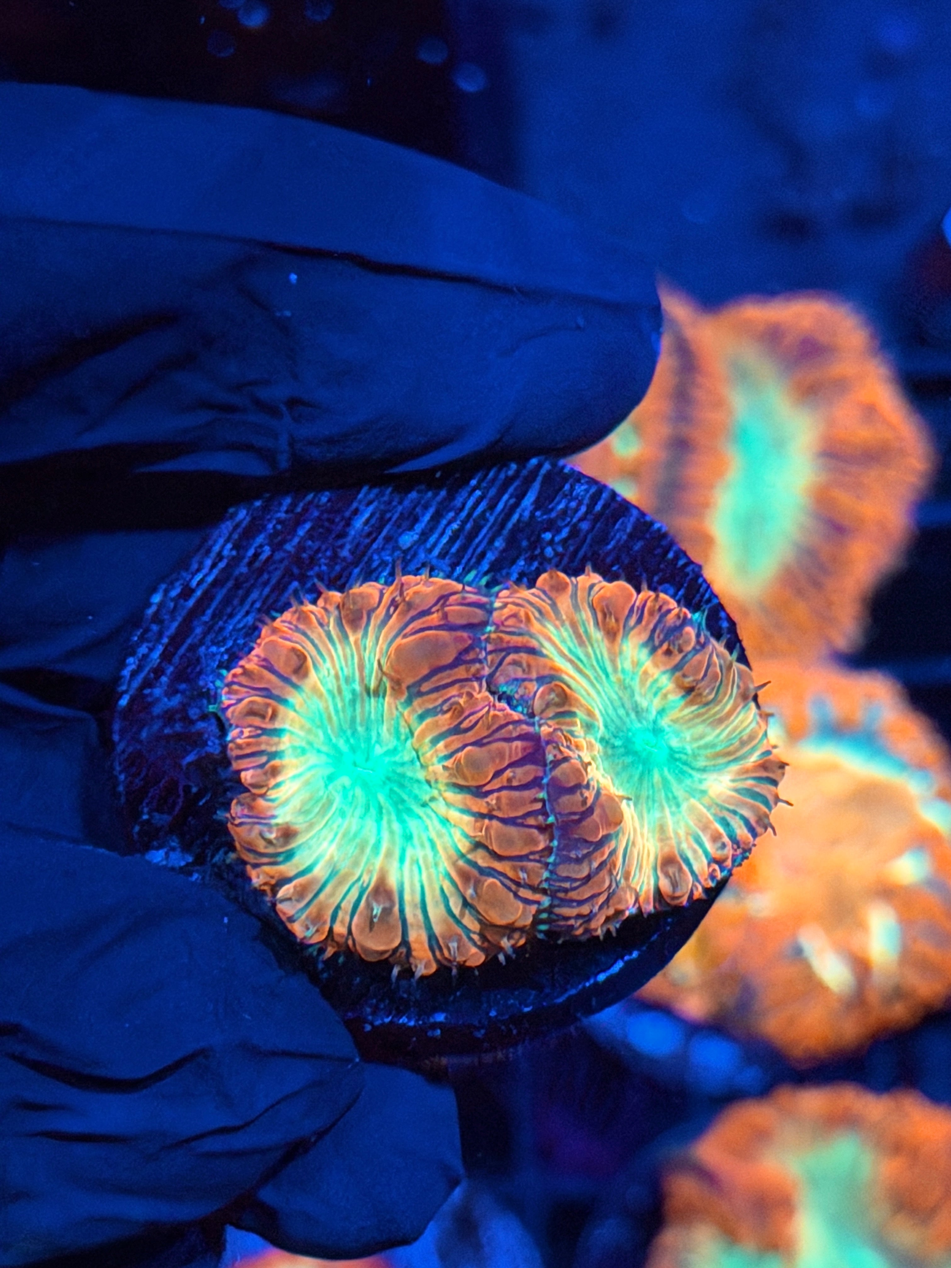 JEA Bloodbath Blastomussa Coral 2 XL Heads 2/25