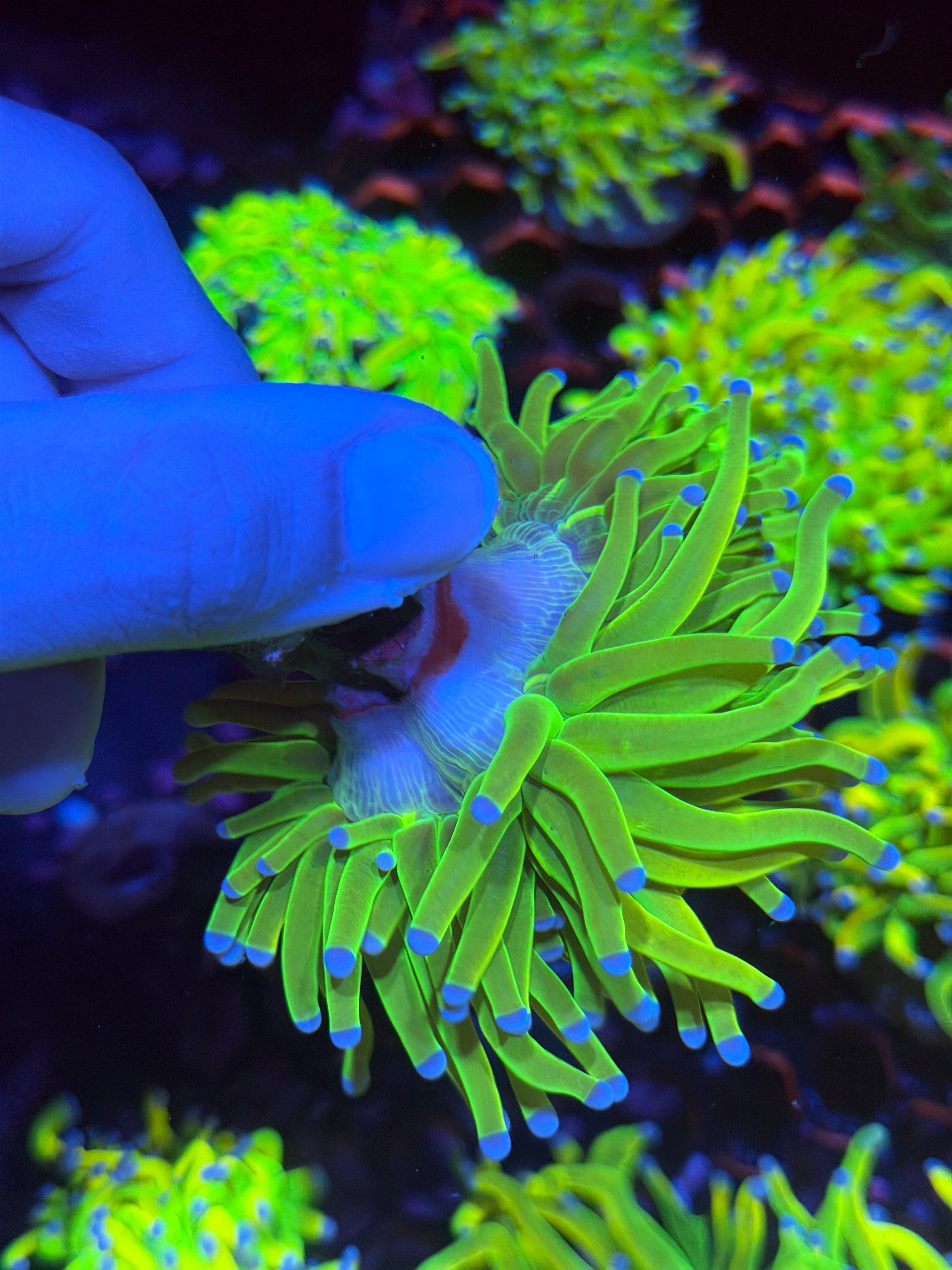 JEA Holy Grail Torch Coral Cluster Splitting 3 Ways XXL 11/28