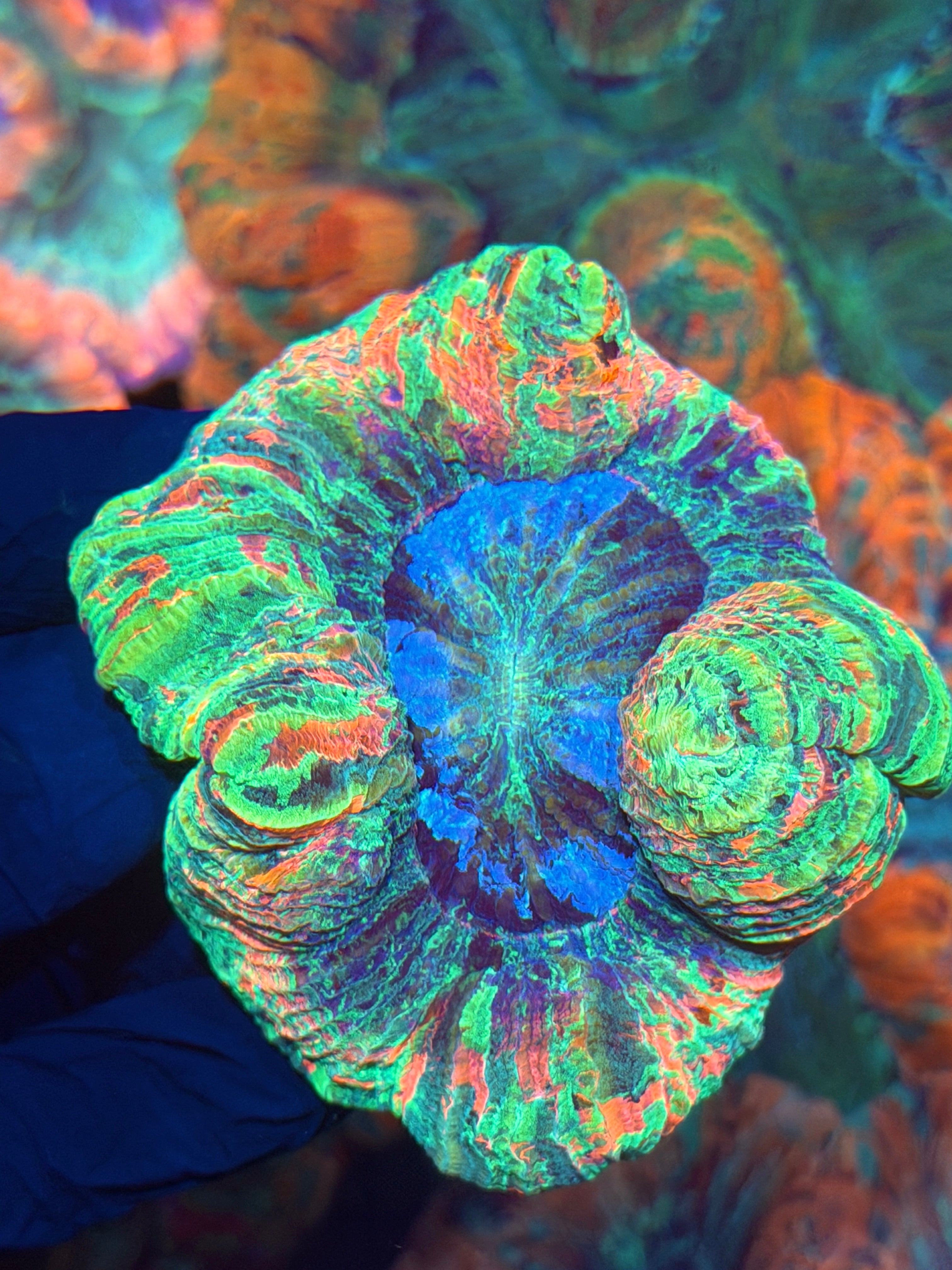 Rainbow Indo Trachyphyllia Meat Coral Insane 12/1