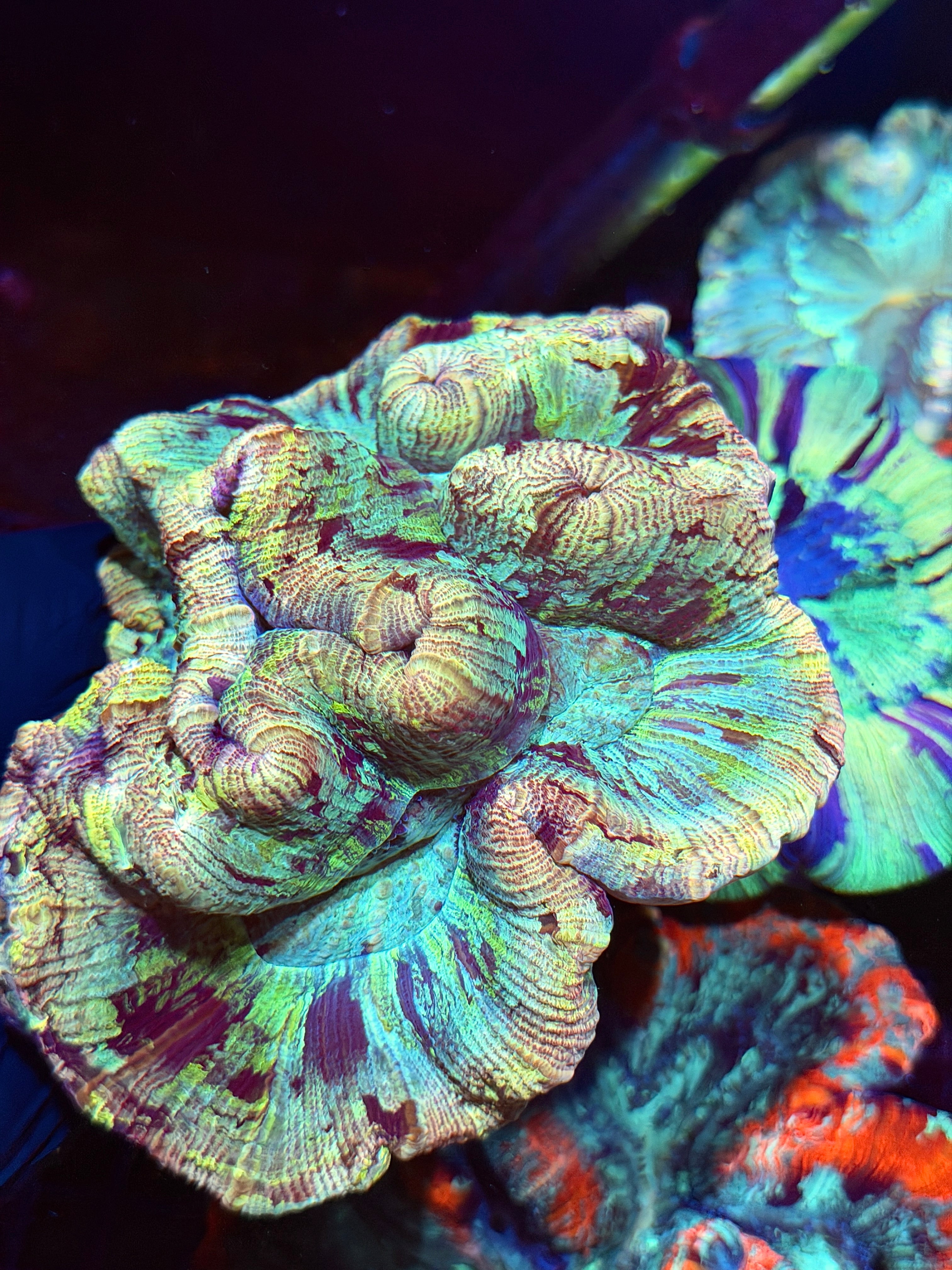 Rainbow Camo Trachyphyllia Meat Coral XXL Show 9/5