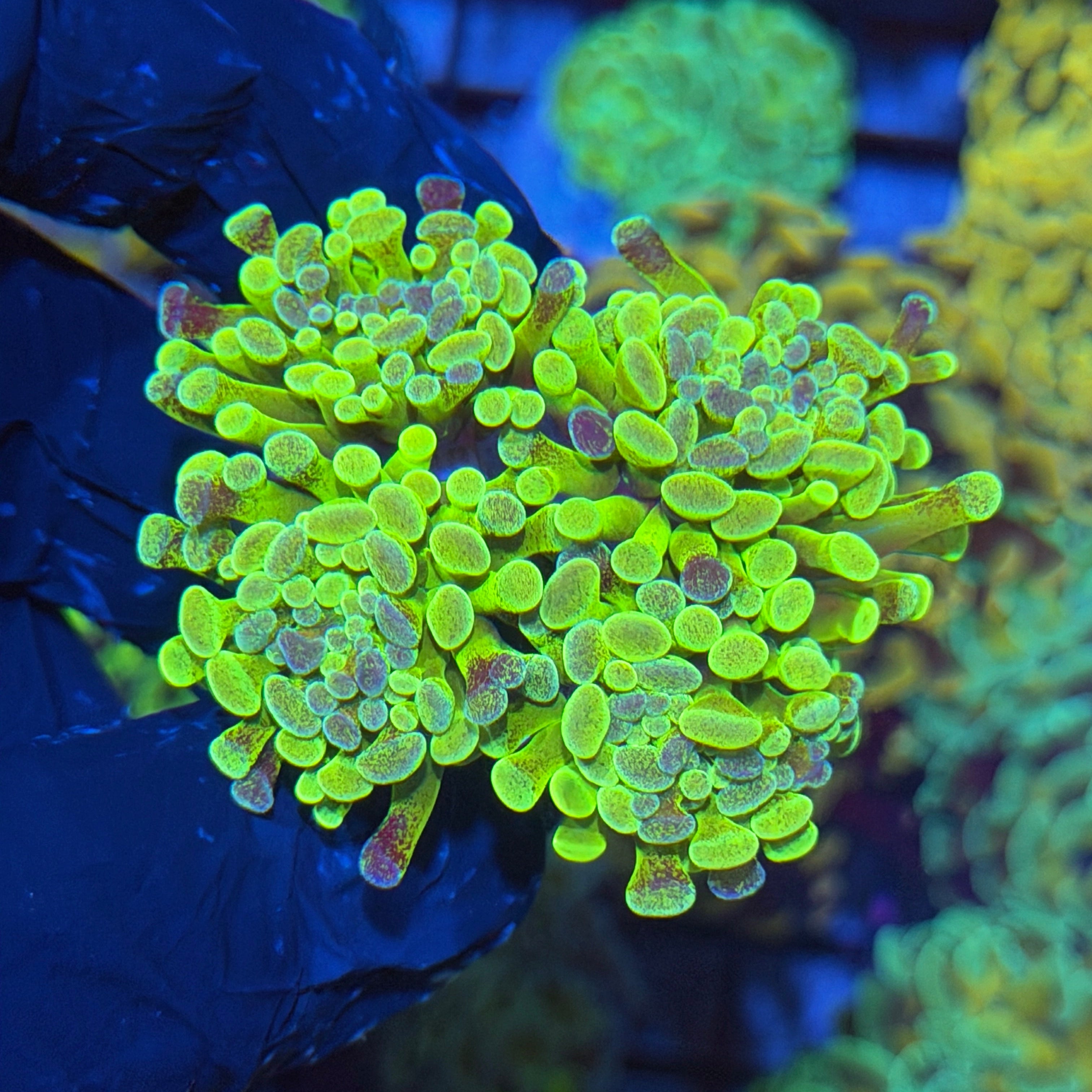 JEA Pixie Dust Hammer Coral 4 XL Heads 4/23