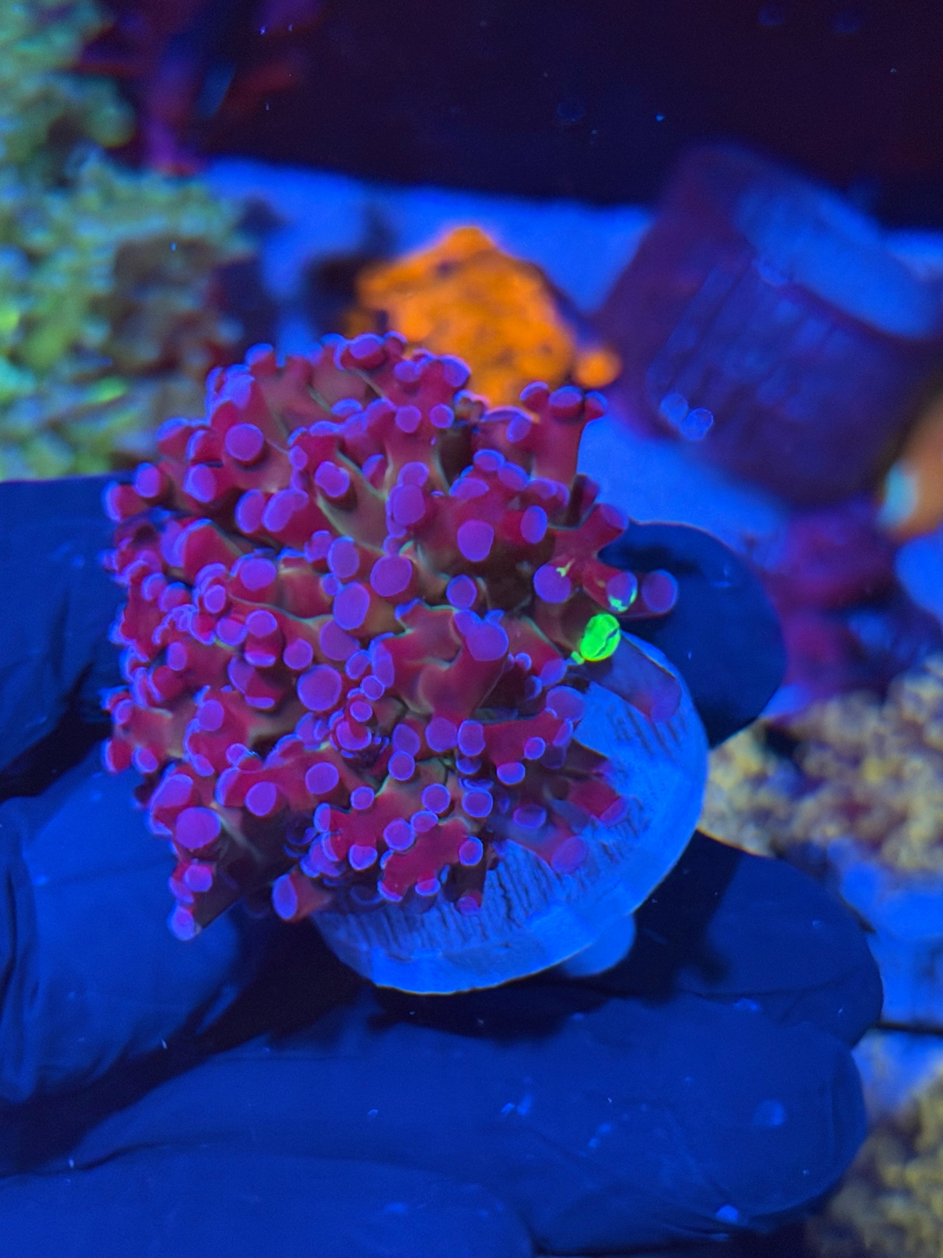 JEA Mardi Gras Grafted Frogspawn Coral 1 XL Head 7/14
