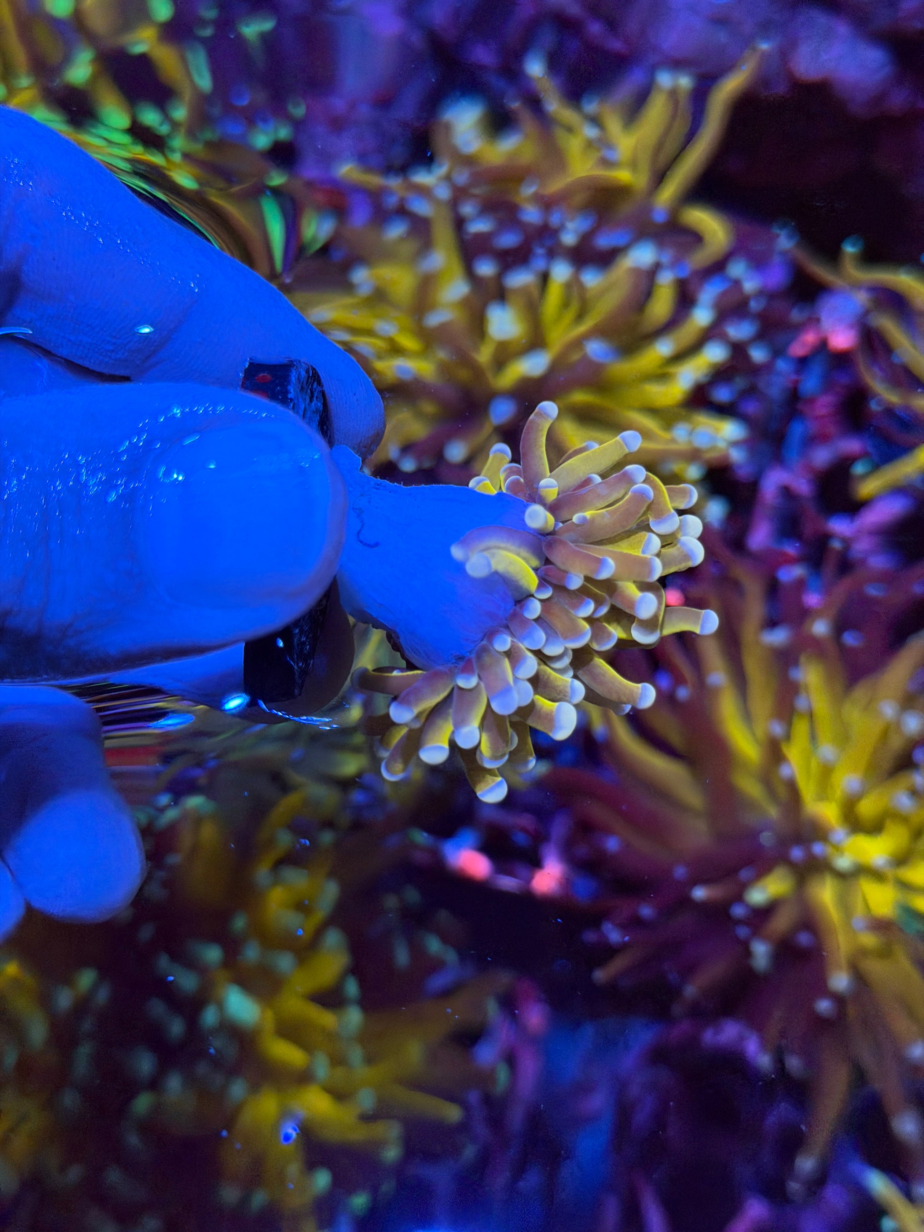 JEA Banana Torch Coral 1 XL Head 2/25