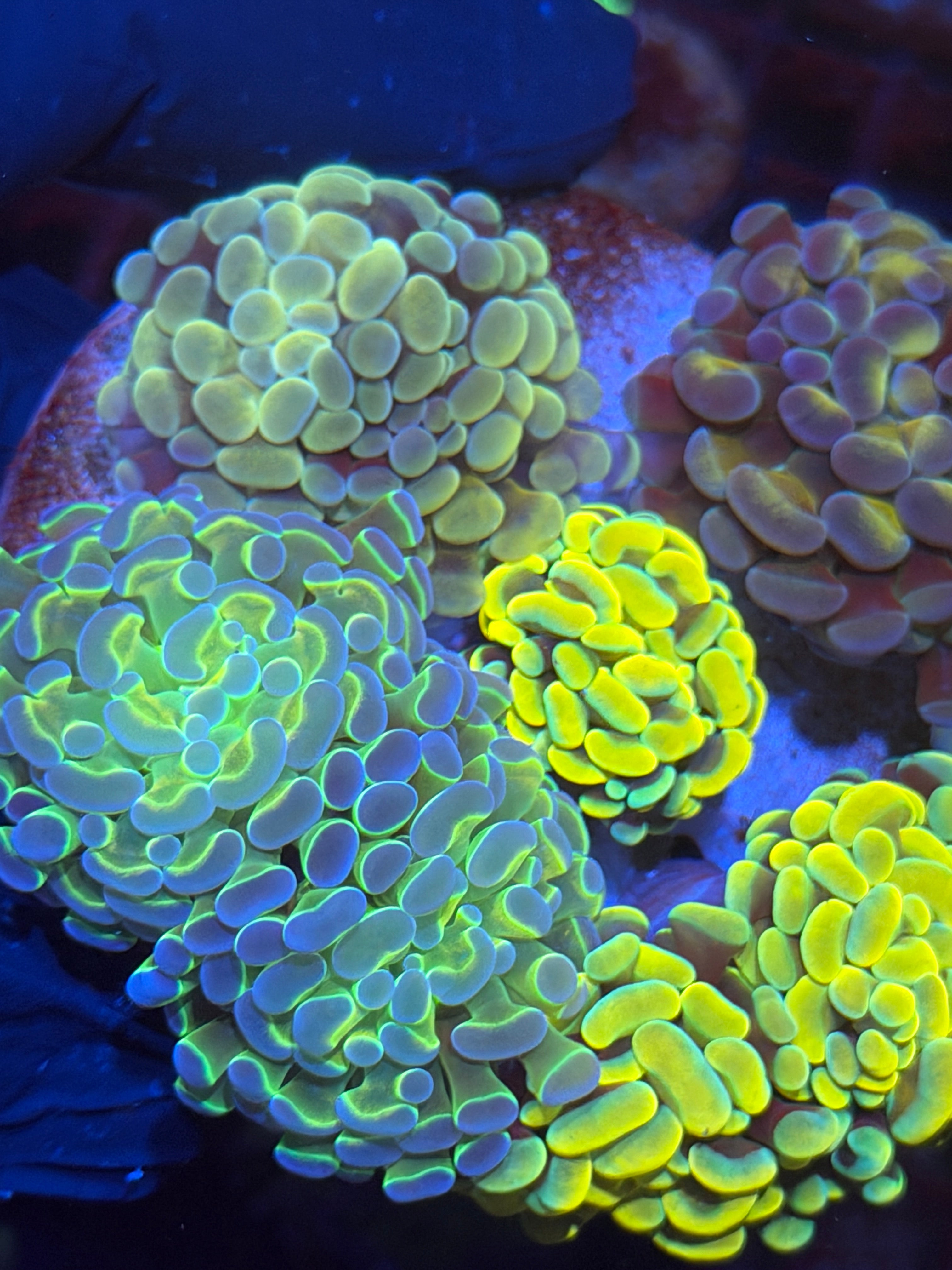 JEA High End Hammer Coral Bouquet 7 Heads XL 11/3