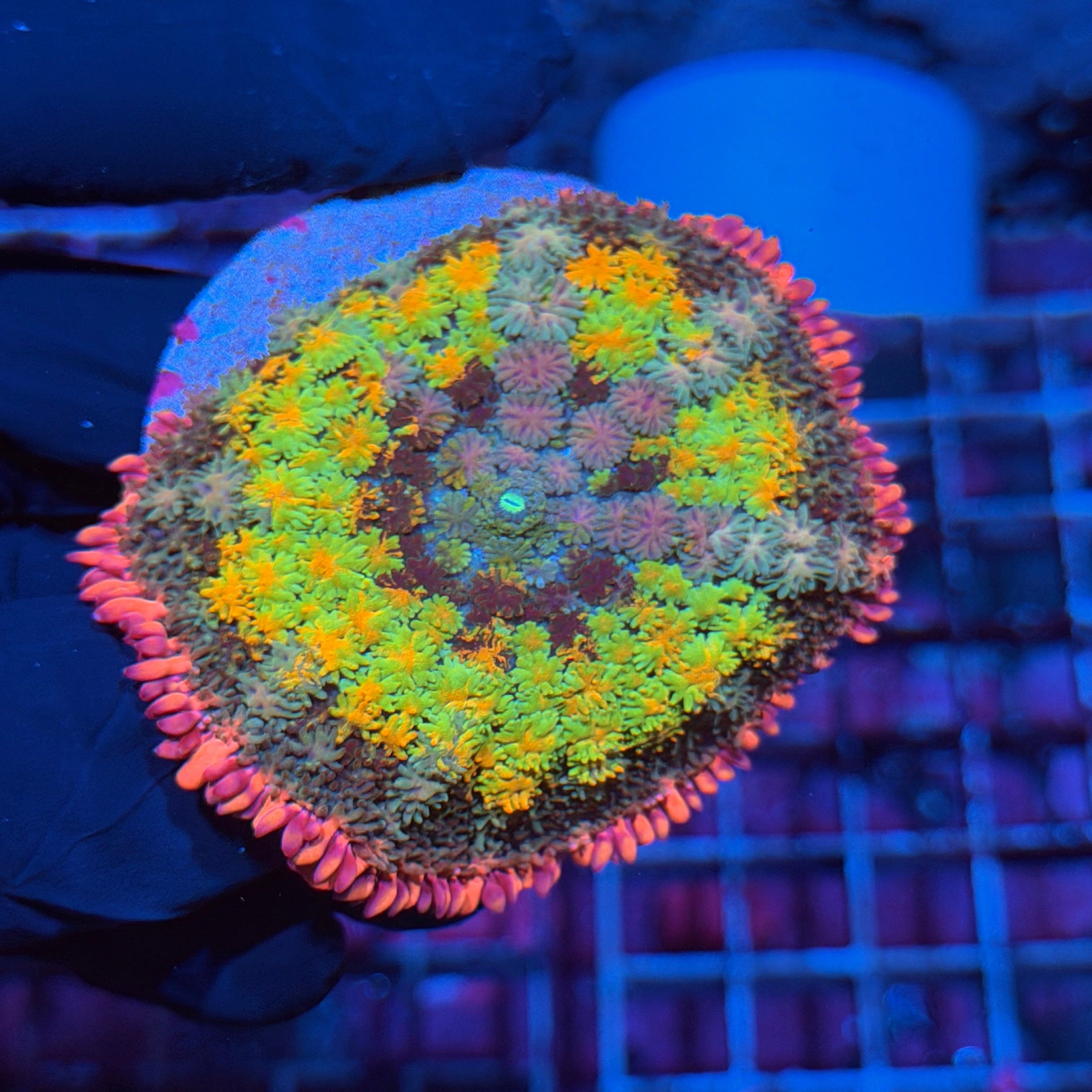 JEA Rainbow Frankie’s Bride Bounce Mushroom Coral XL 6/4