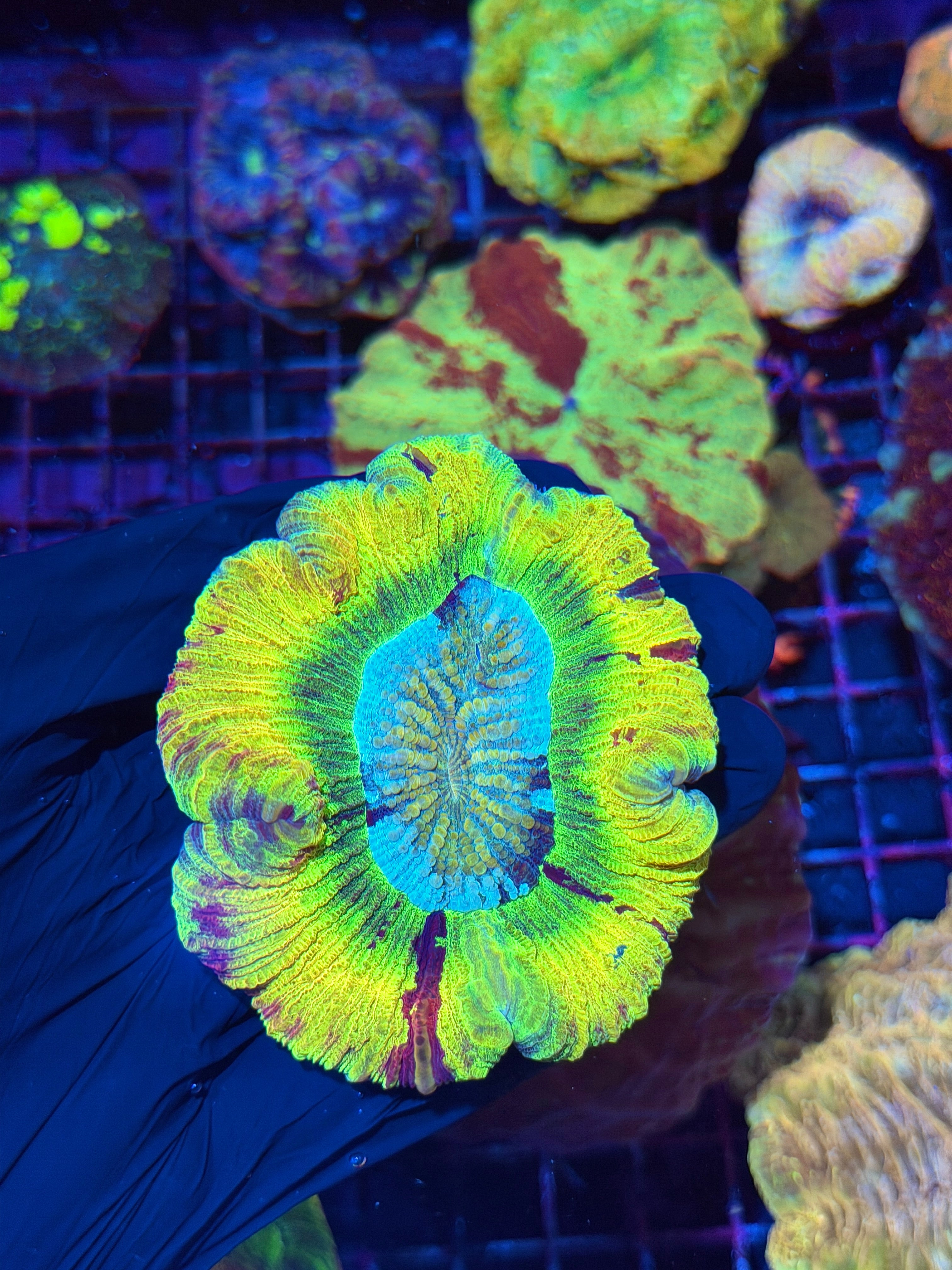 Insane Rainbow Trachyphyllia Meat Coral ( Rare Yellow )