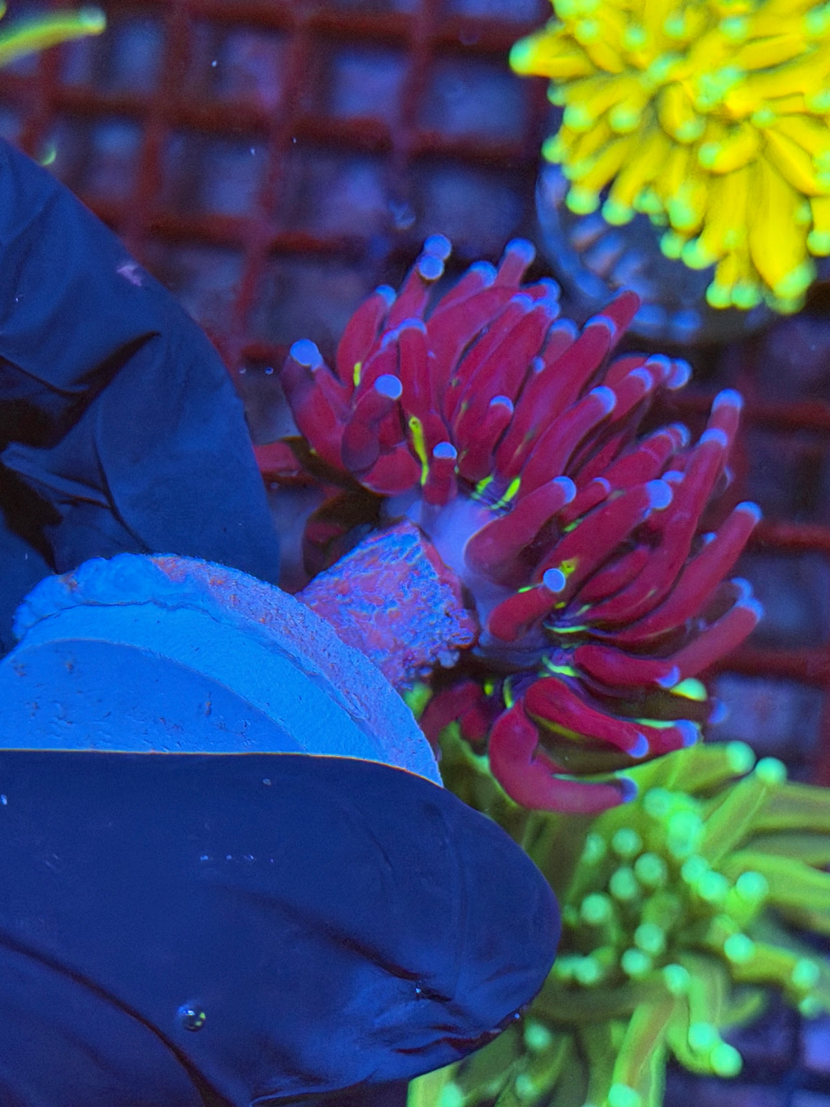 JEA Grafted Holy Grail Torch Coral 1 XL Head 9/21