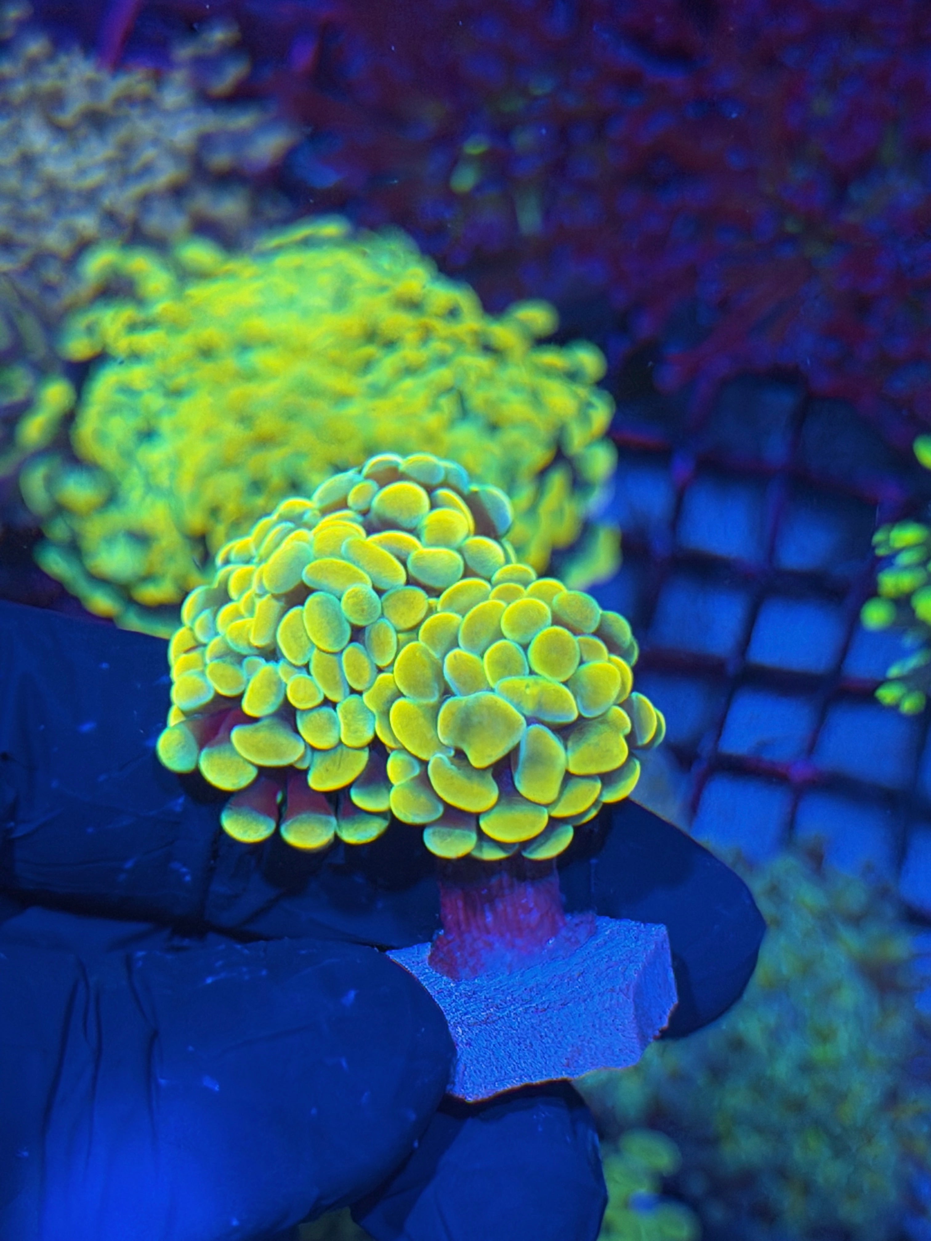 JEA Jellybean Hammer Coral 2 Heads 7/21
