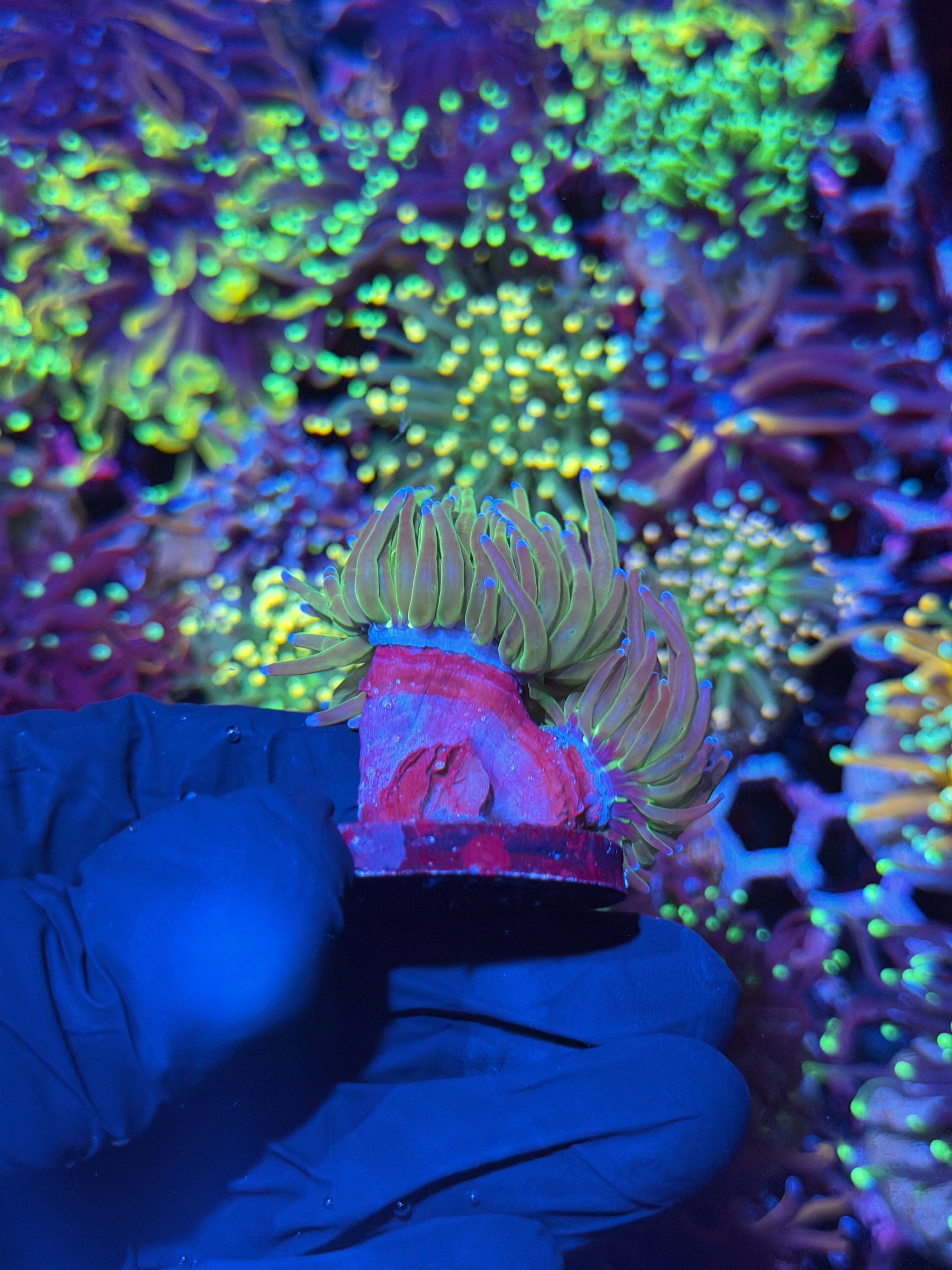 JEA Incredible Hulk Torch Coral 2 Heads