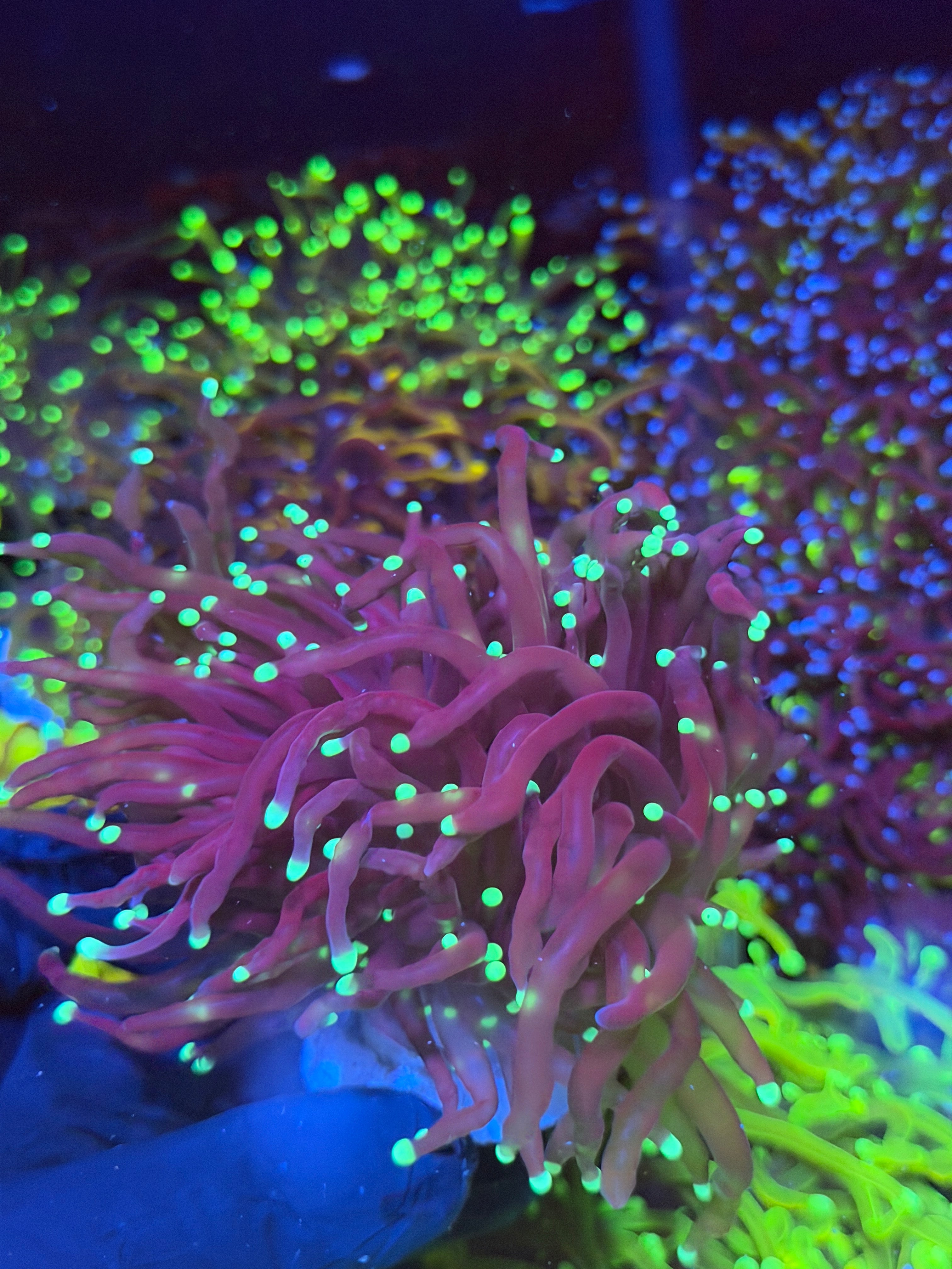 JEA Black Widow Torch Coral 2 XXXL Heads Splitting *New Release* 7/9
