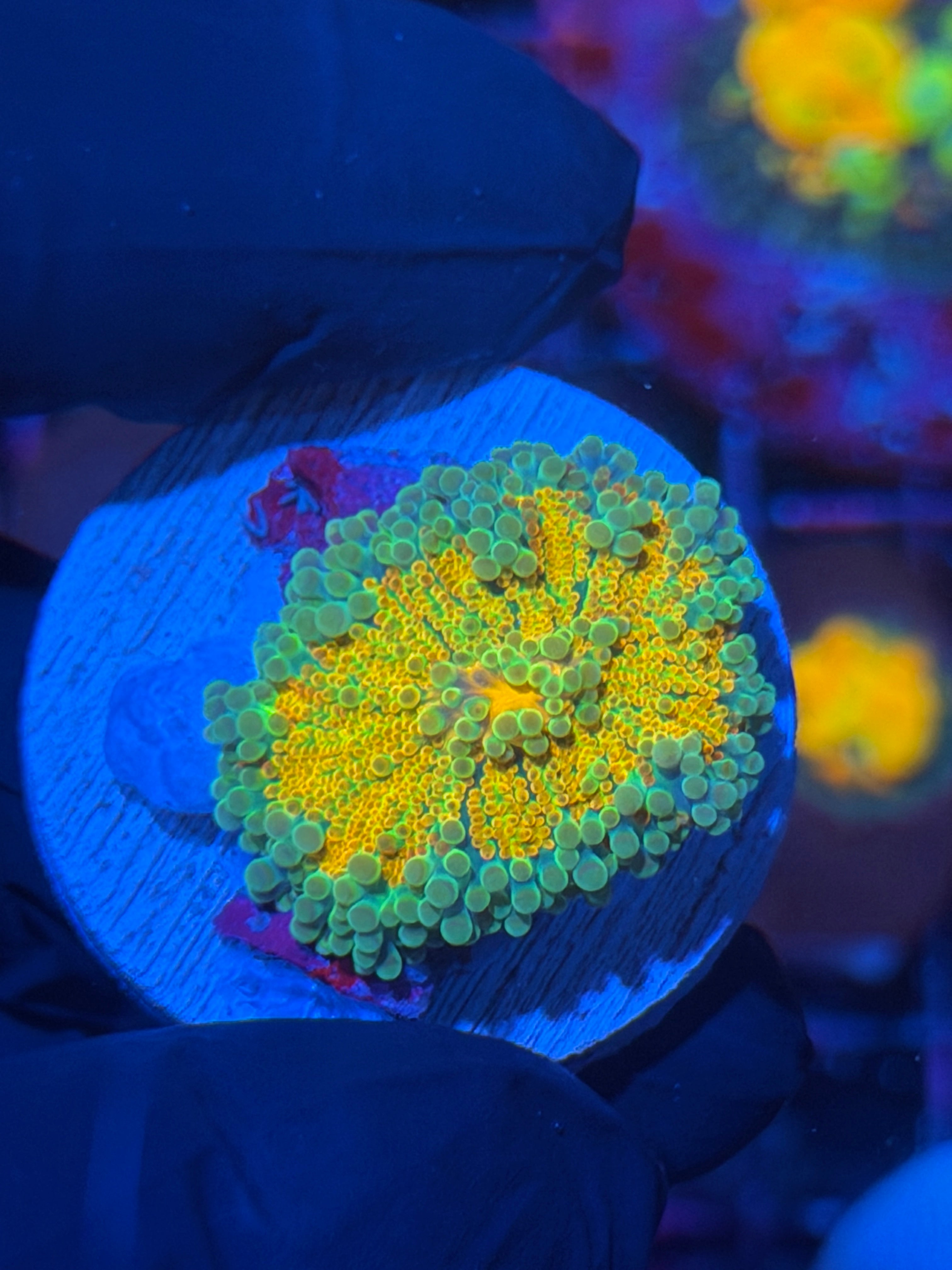 JEA Crayola Meltdown Yuma Mushroom Coral 12/1