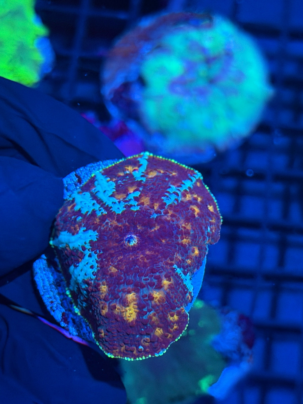 JEA Riot Shield Jawbreaker Mushroom Coral XL 9/27