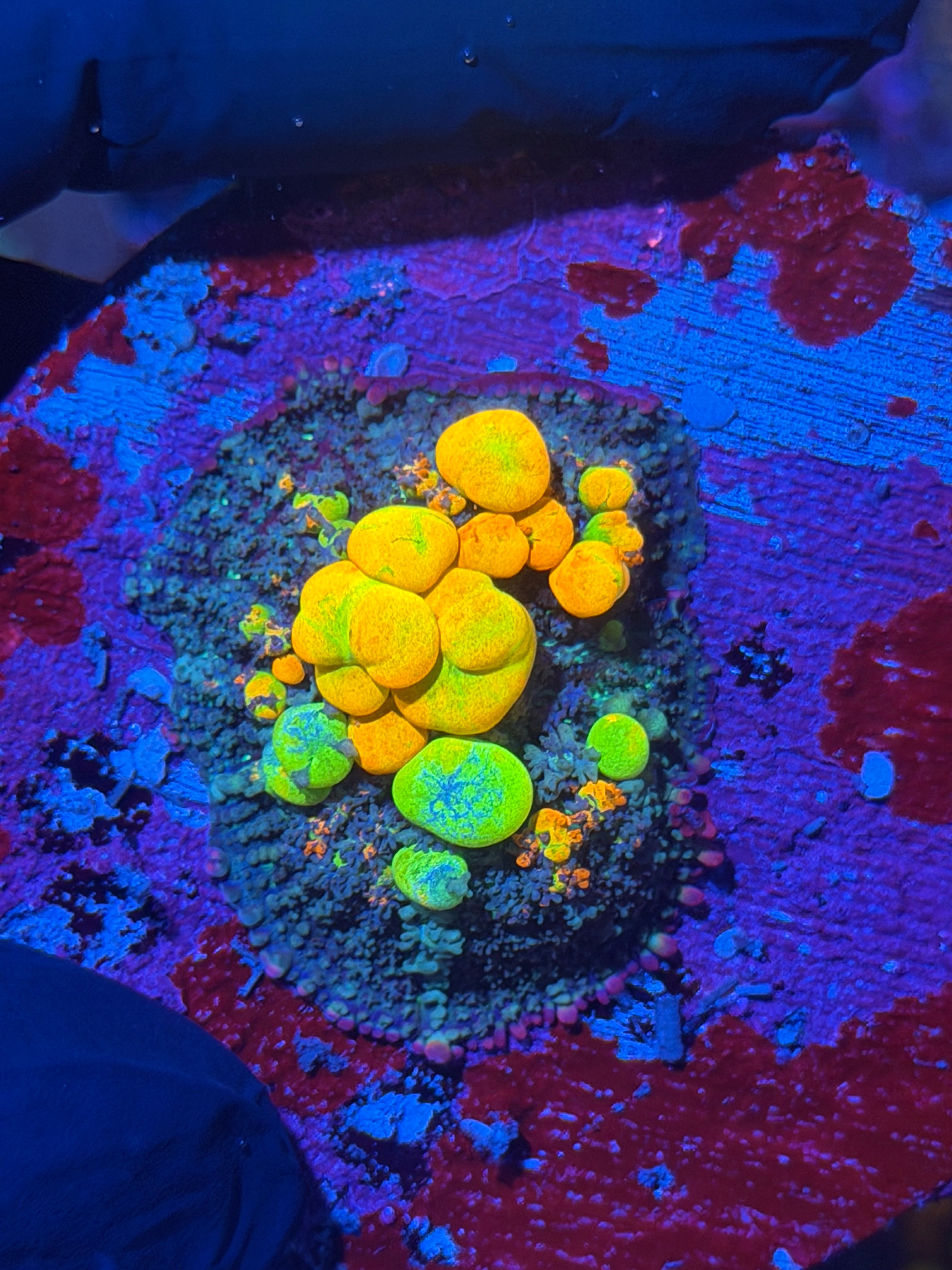 WWC OG Bounce Mushroom Coral XL 2” 12/1