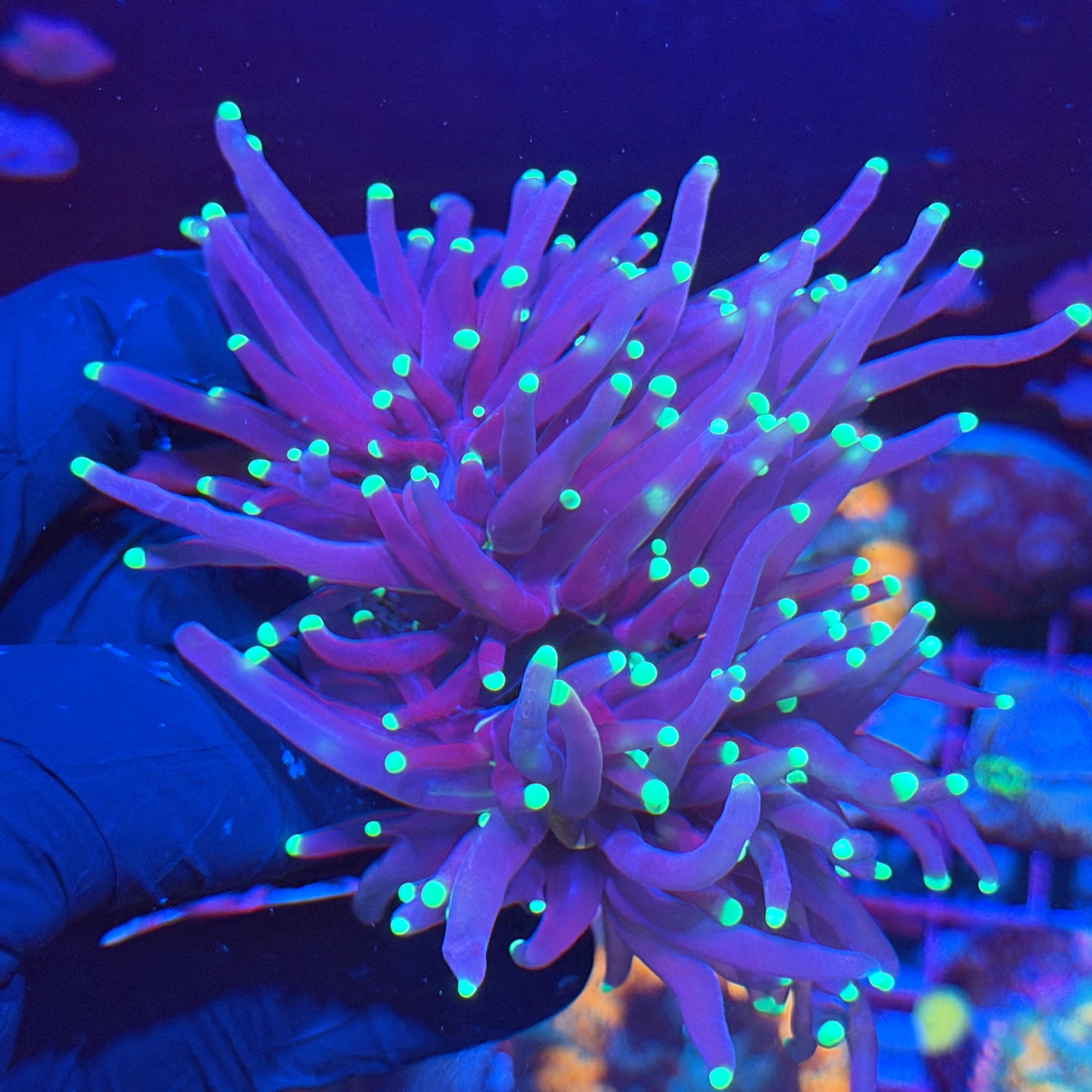 JEA Purple Tiger 2.0 Torch Coral 2 Heads Splitting to 3 XXL Oddball Rare Piece 6/4