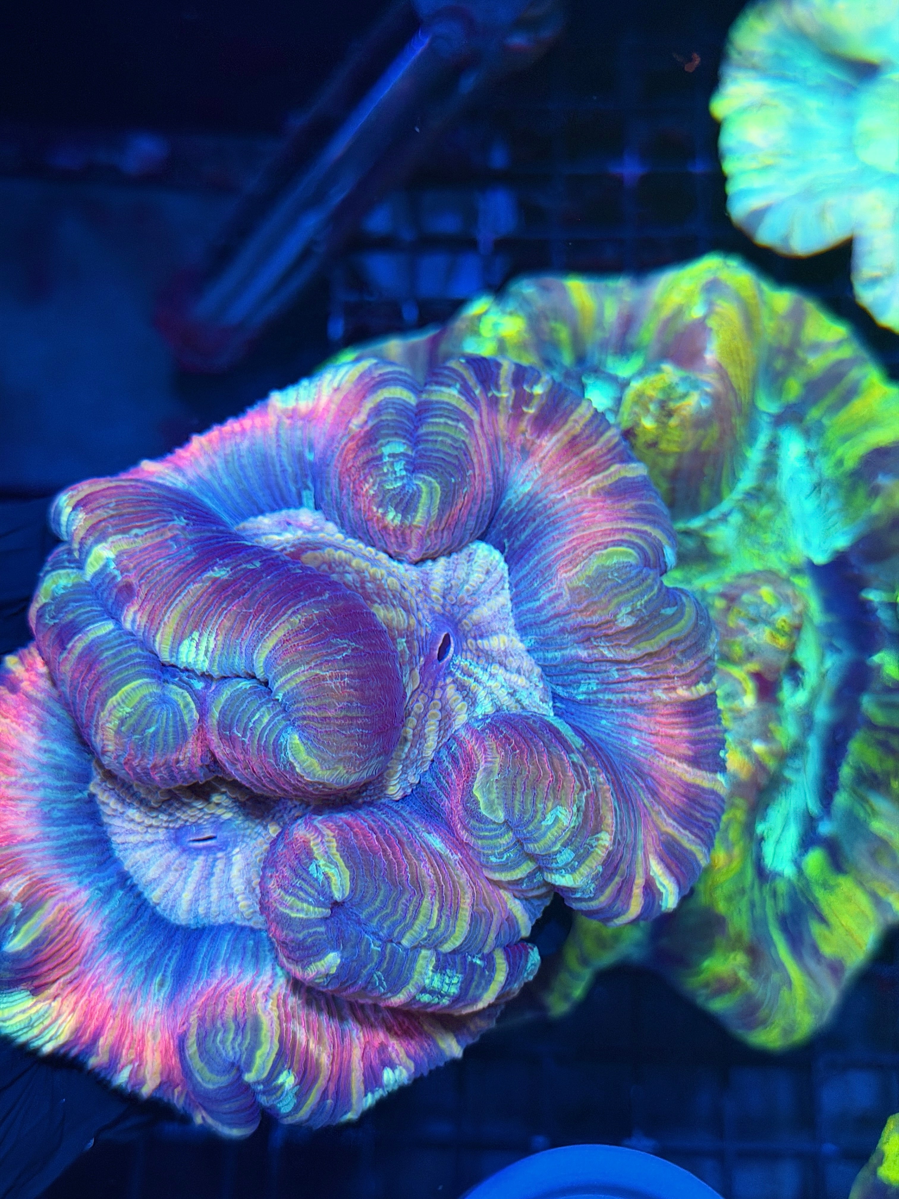 Unique Striped Rainbow Trachyphyllia Meat Coral XL 7/31