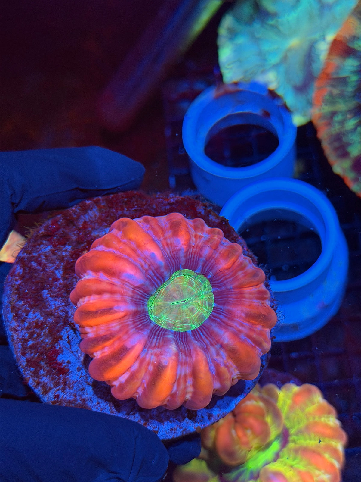 Insane Cynarina Meat Coral 9/22