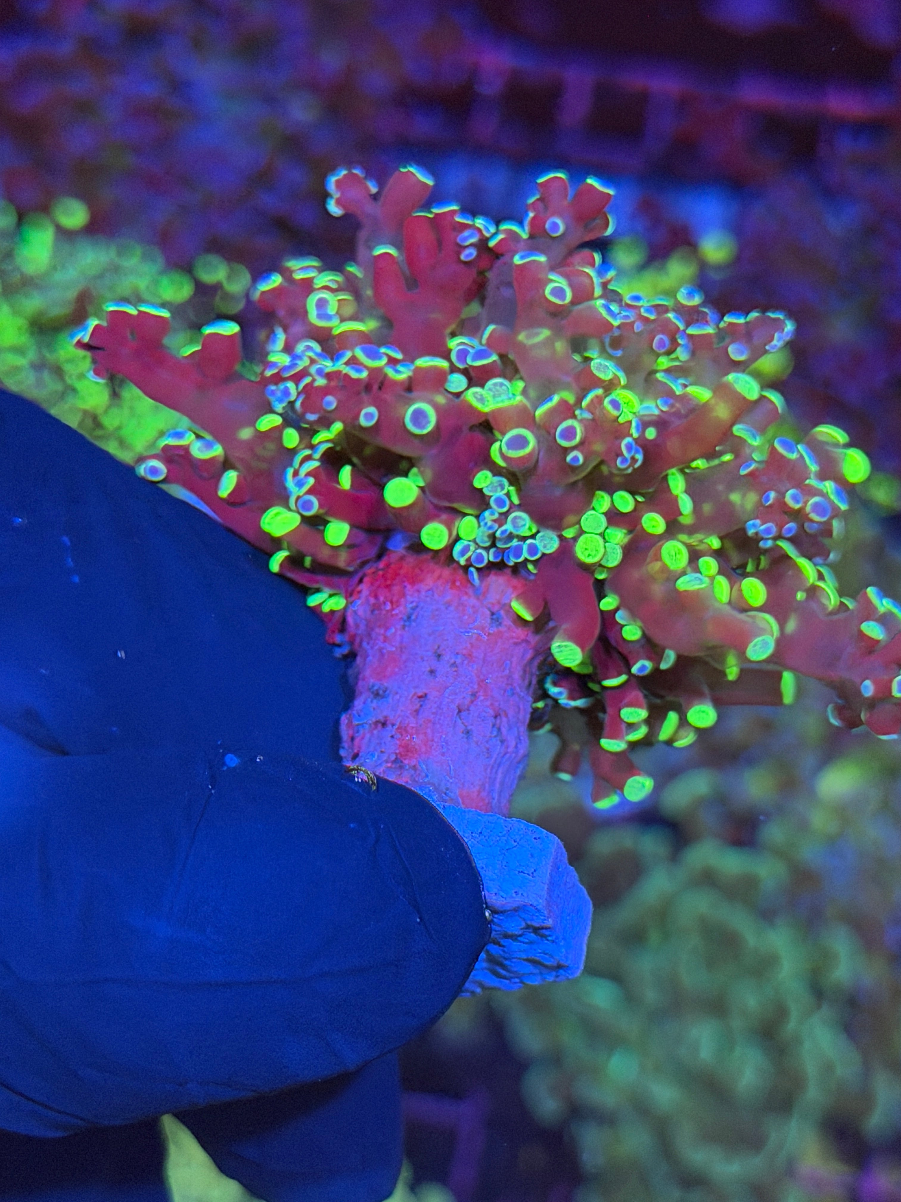 JEA Splatter Frogspawn Coral 1 XL Head Splitting to 2 7/15