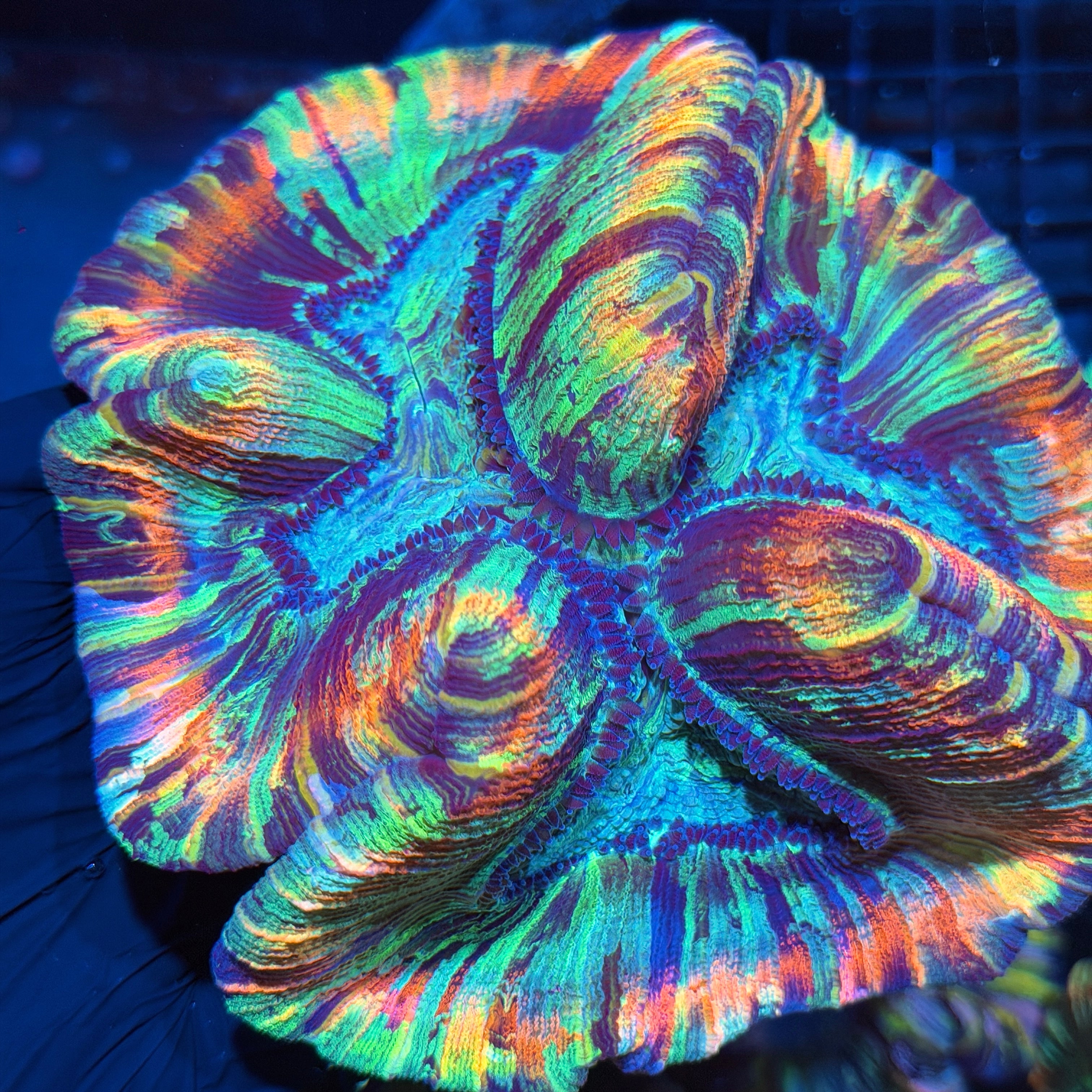 Insane Rainbow Trachyphyllia Meat Coral XXL Show Piece 6/4