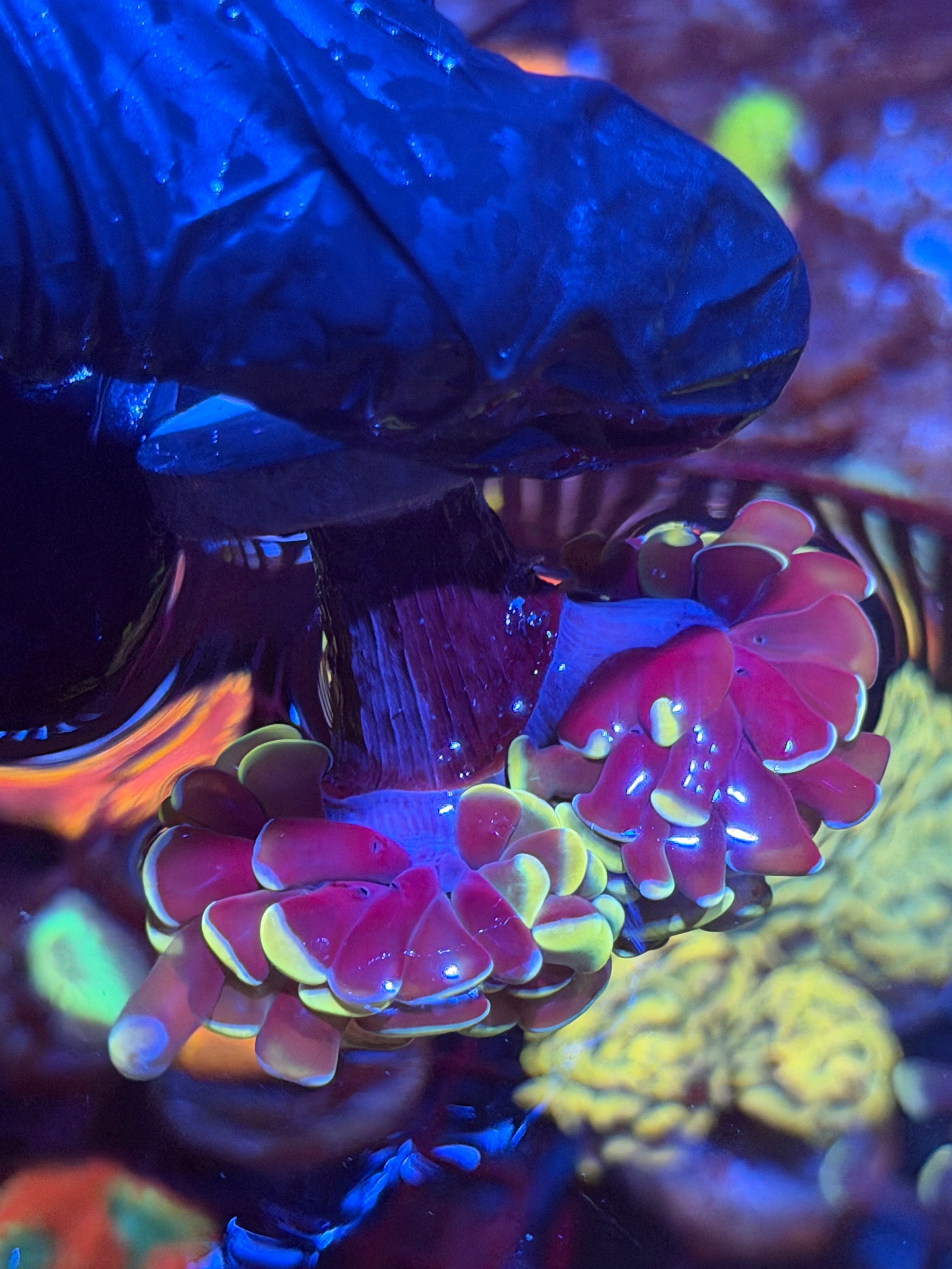 JEA Golden Arrow Hammer Coral 2 XL Heads