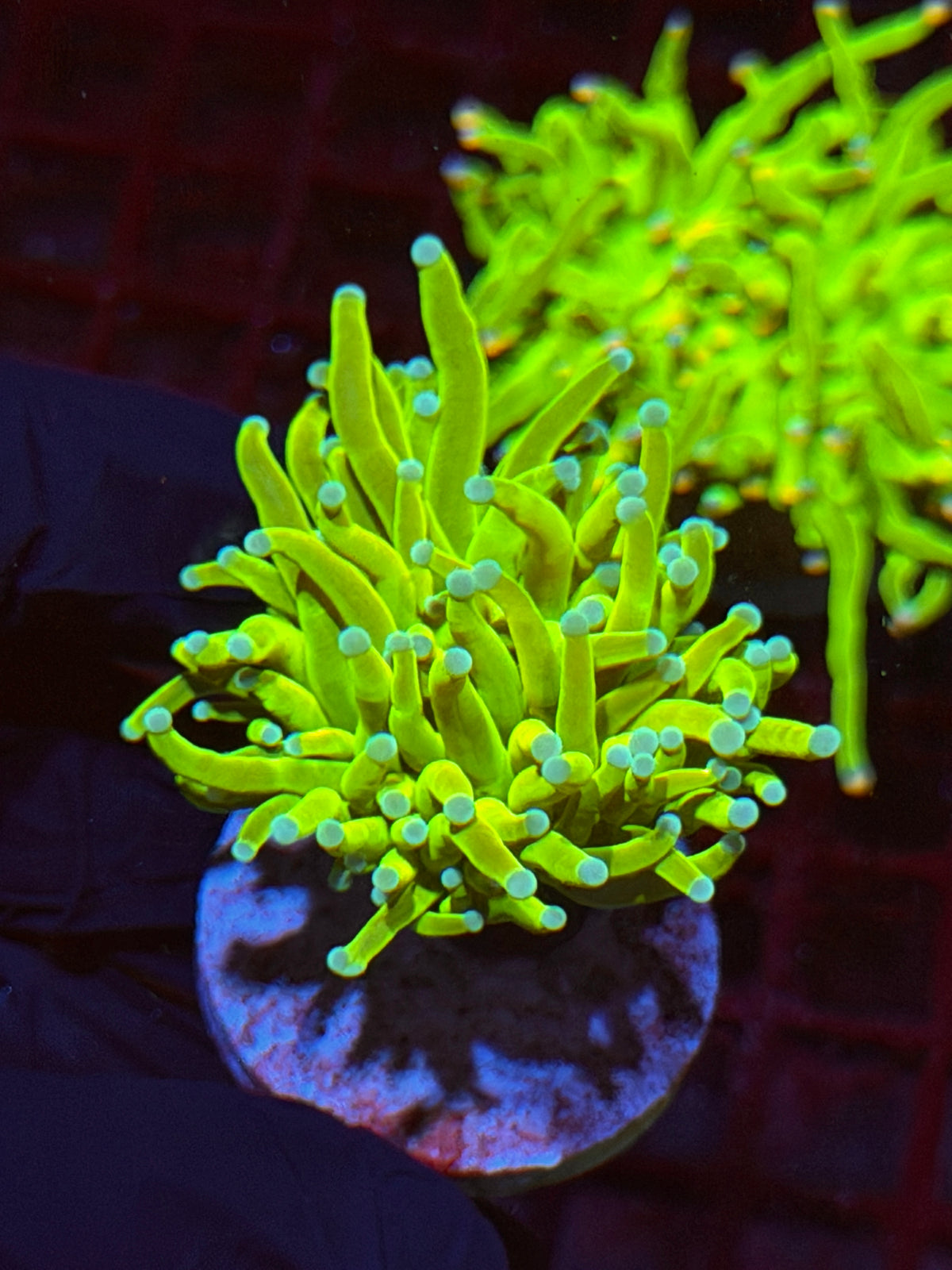 JEA White Widow Holy Grail Torch Coral 1 Head 9/21