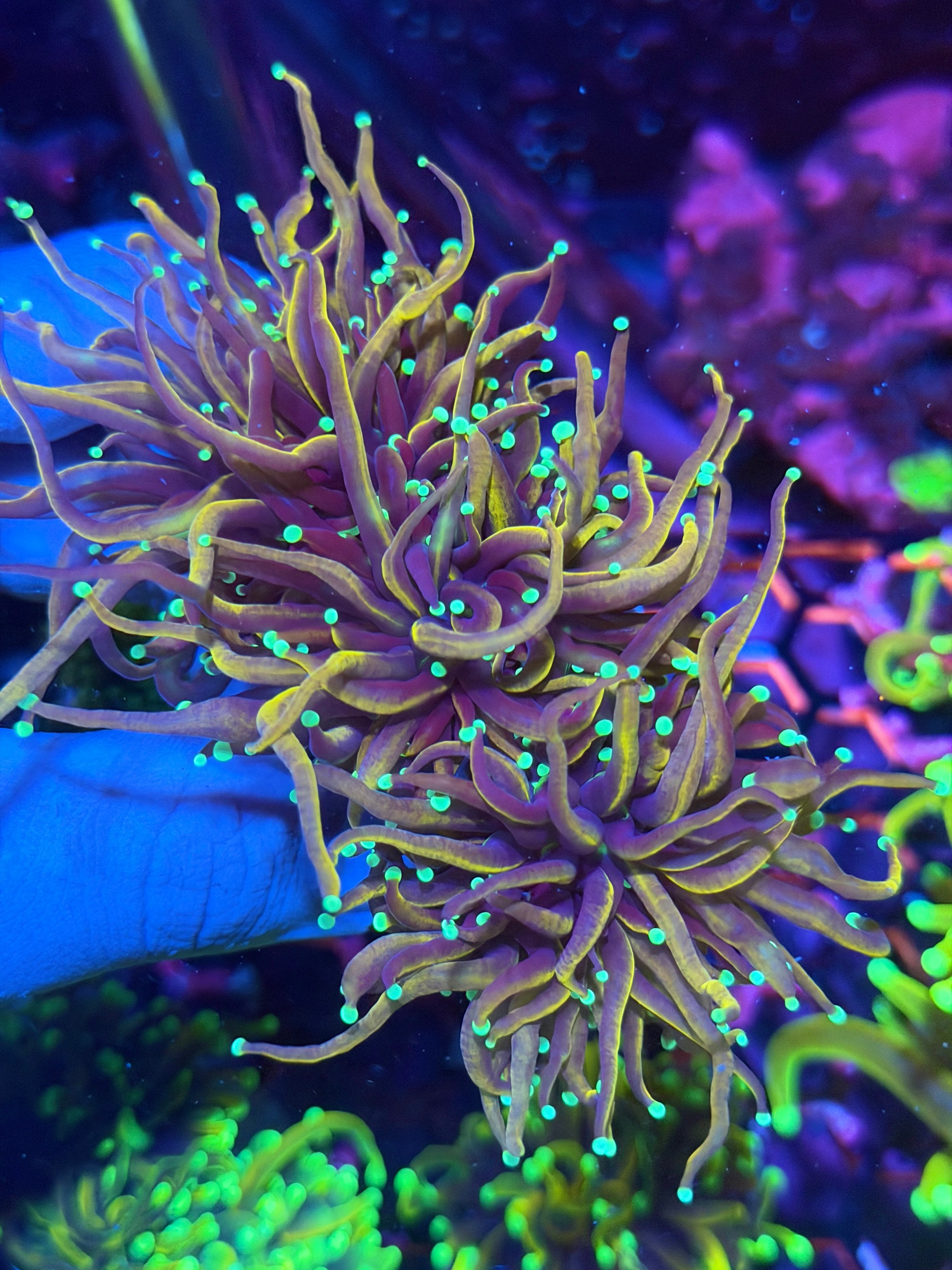 JEA OG Jester Torch Coral 3 Heads Splitting XXL 12/1