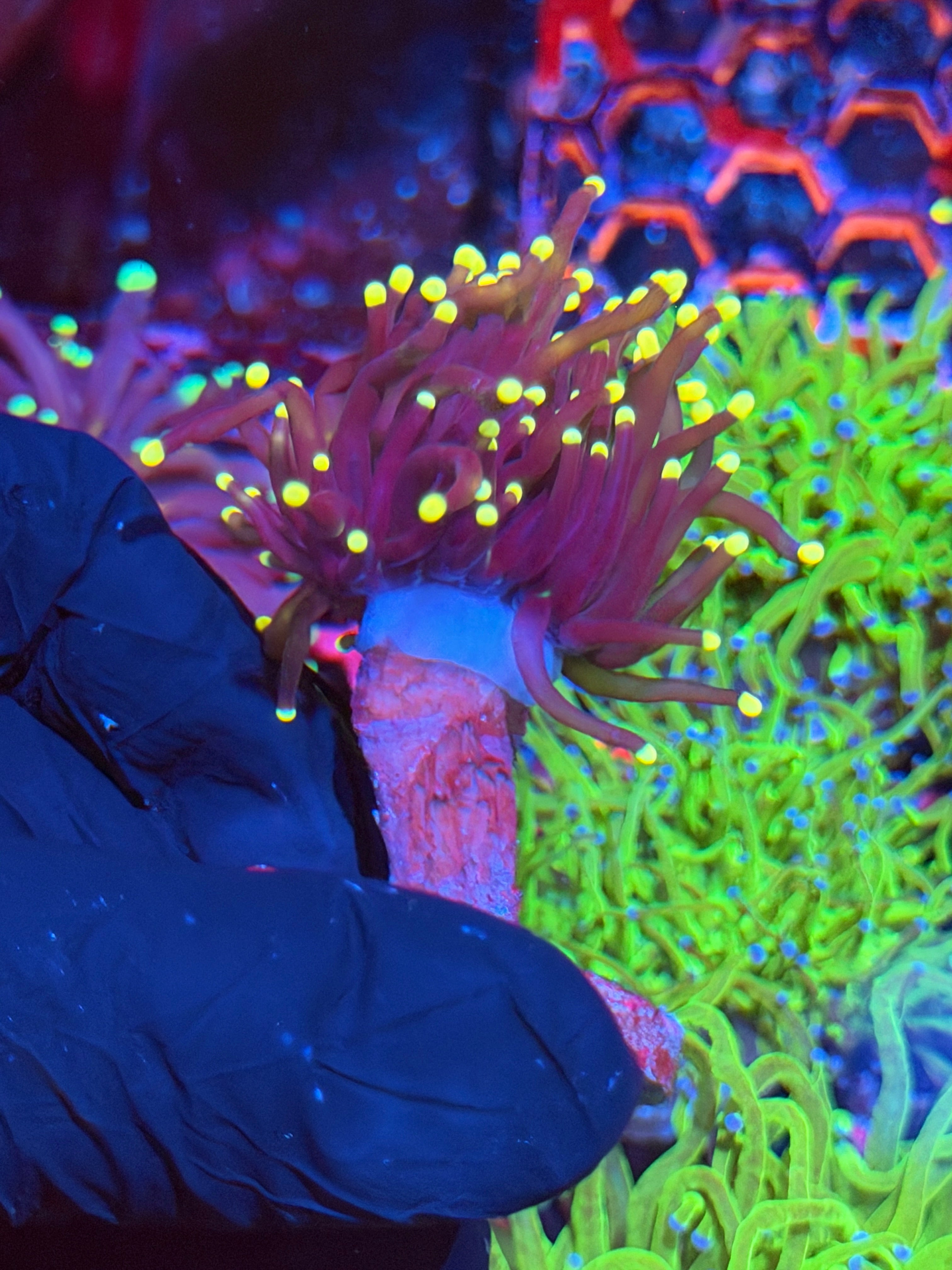 JEA Joker Torch Coral 1 XL Head 9/5