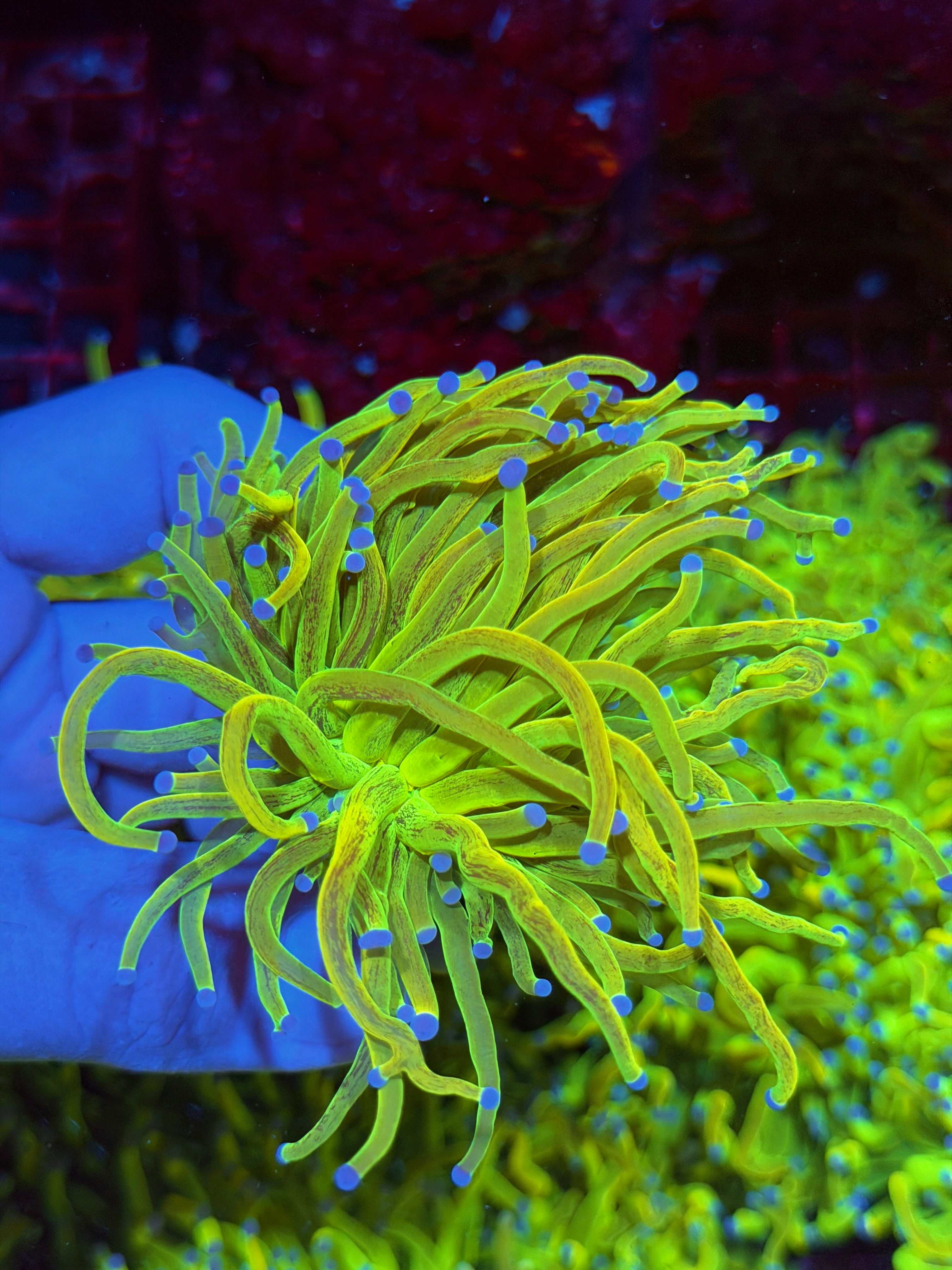 JEA Glitter Grinch Holy Grail Torch Coral 2/25