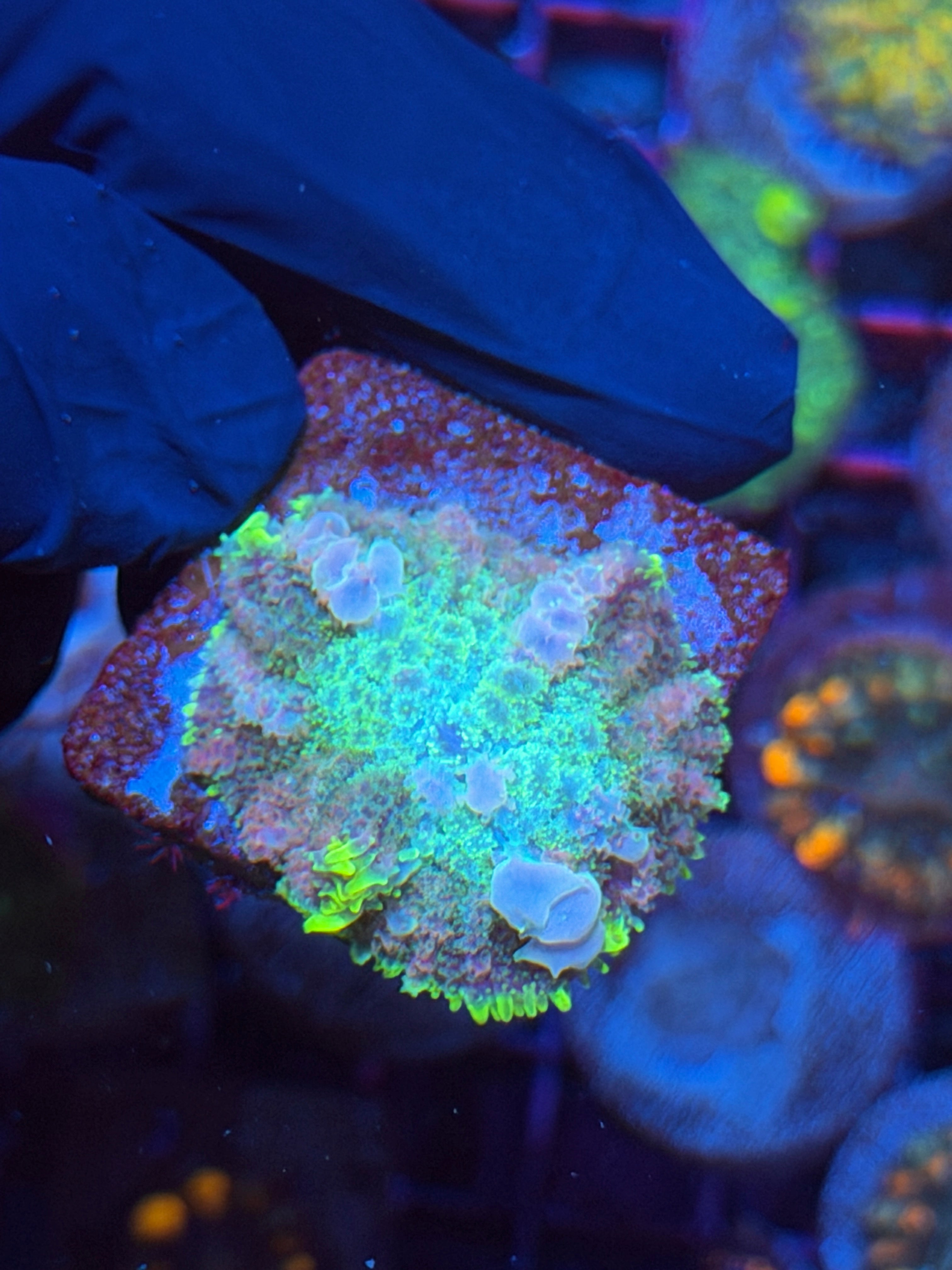 JEA Supernova Bounce Mushroom Coral