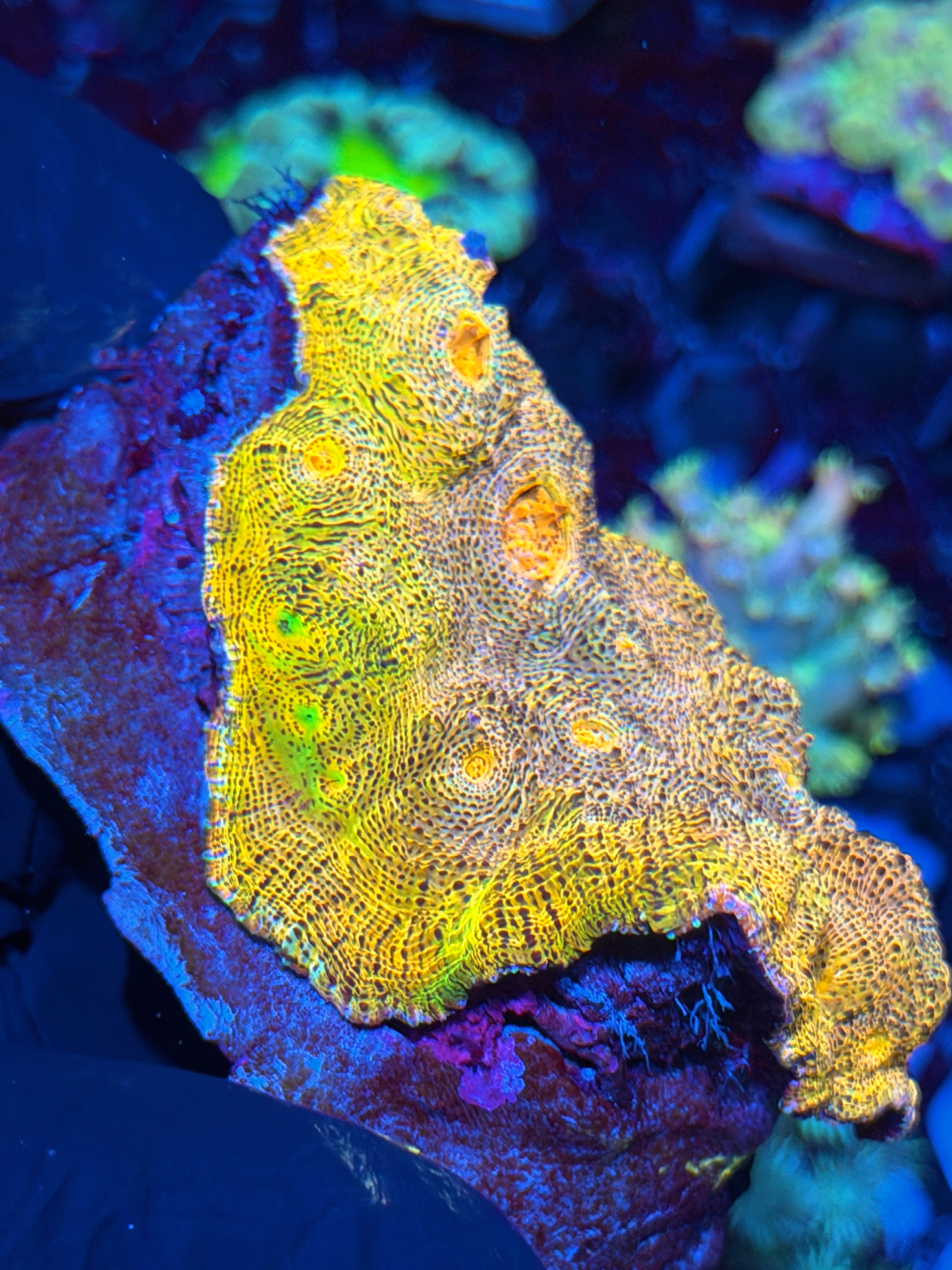 Rainbow Chalice Colony 6/3