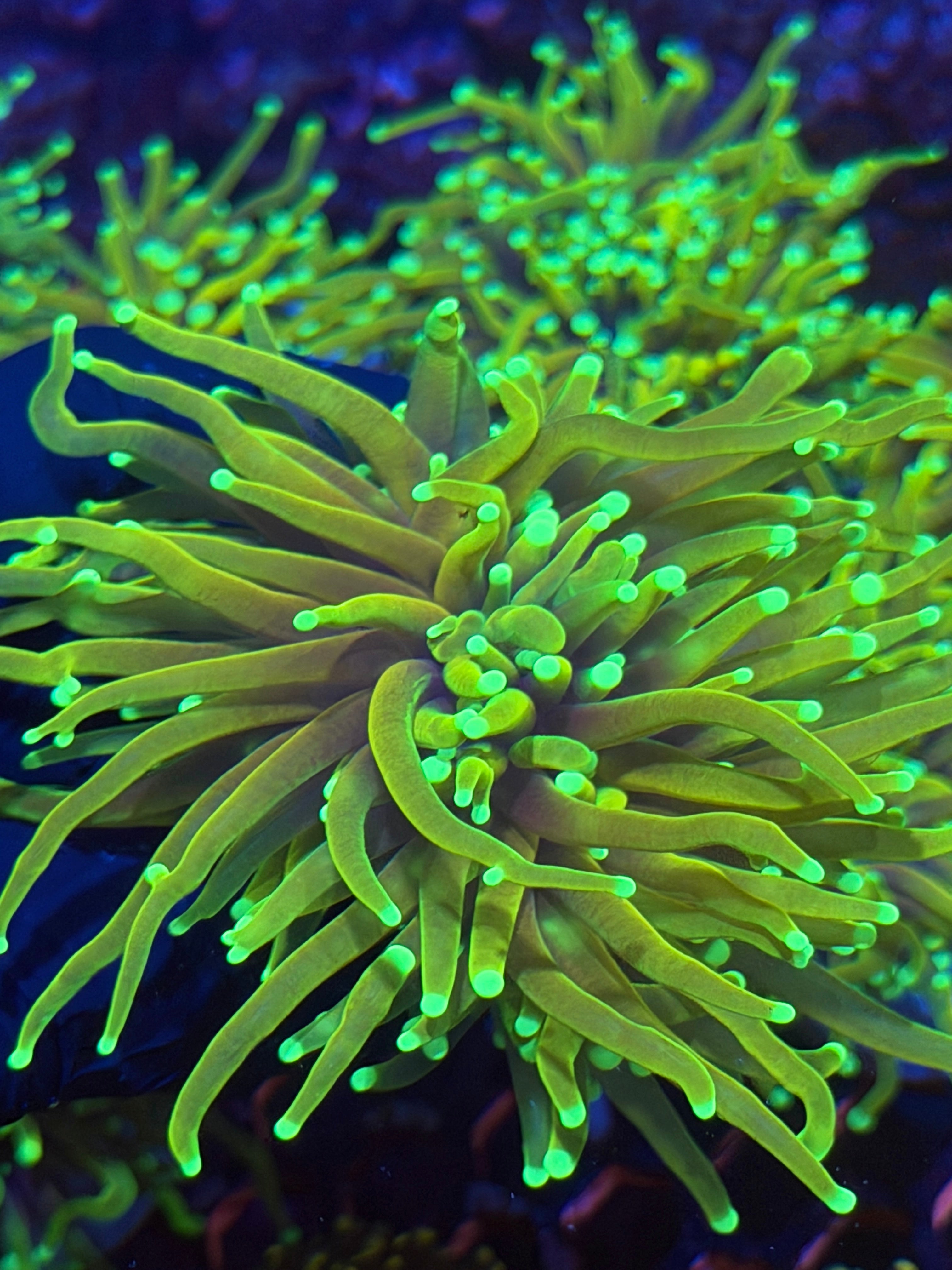 JEA Hell Fire Torch Coral 1 XXL Head Splitting