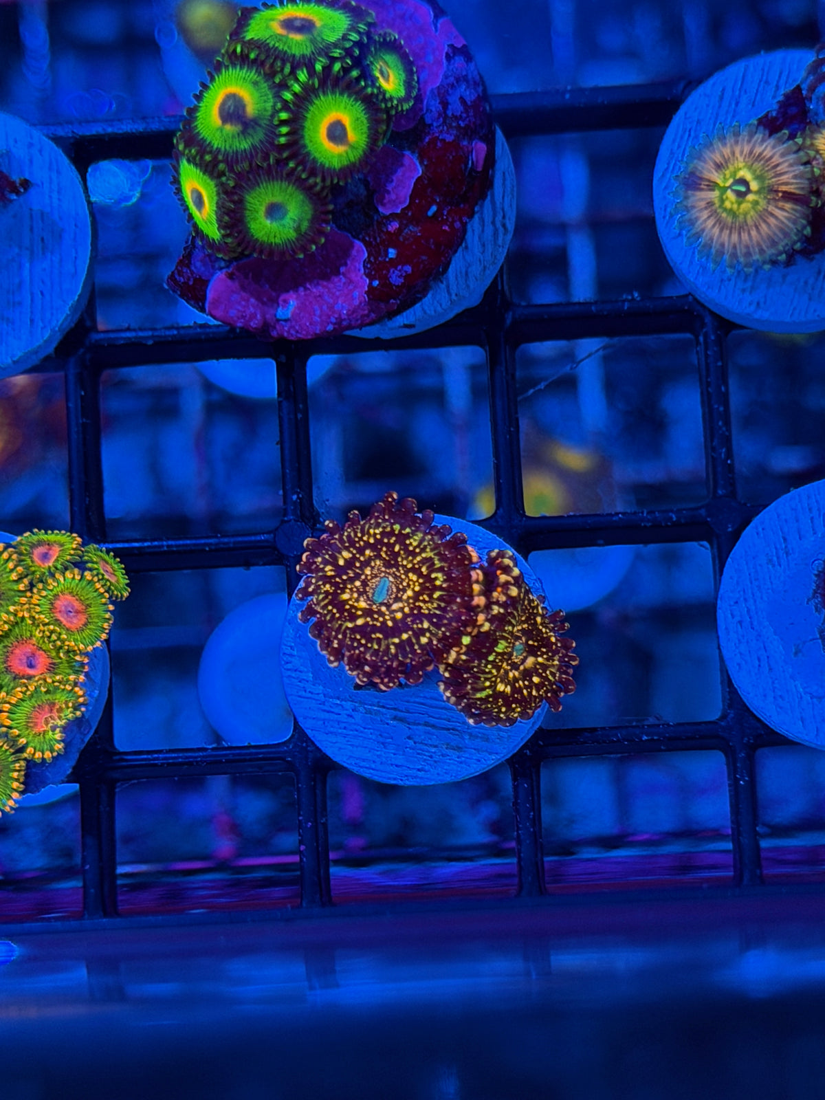 Jason Fox Frankie’s Acid Trip 2 Polyps * High End * 9/22
