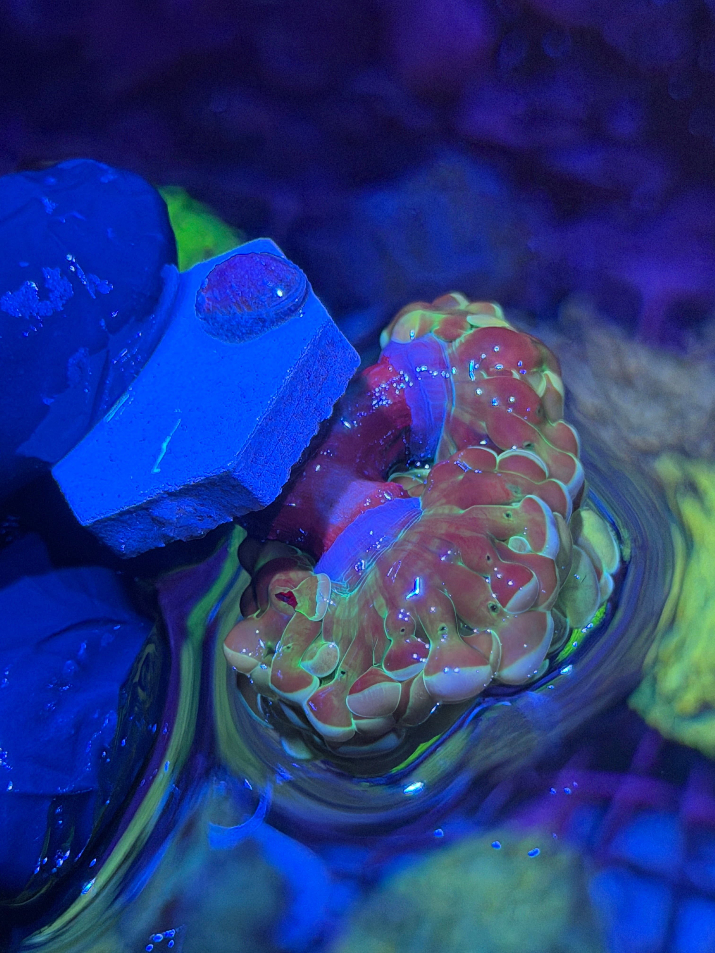 JEA Rainbow Fusion Hammer Coral 2 Heads XL 7/22