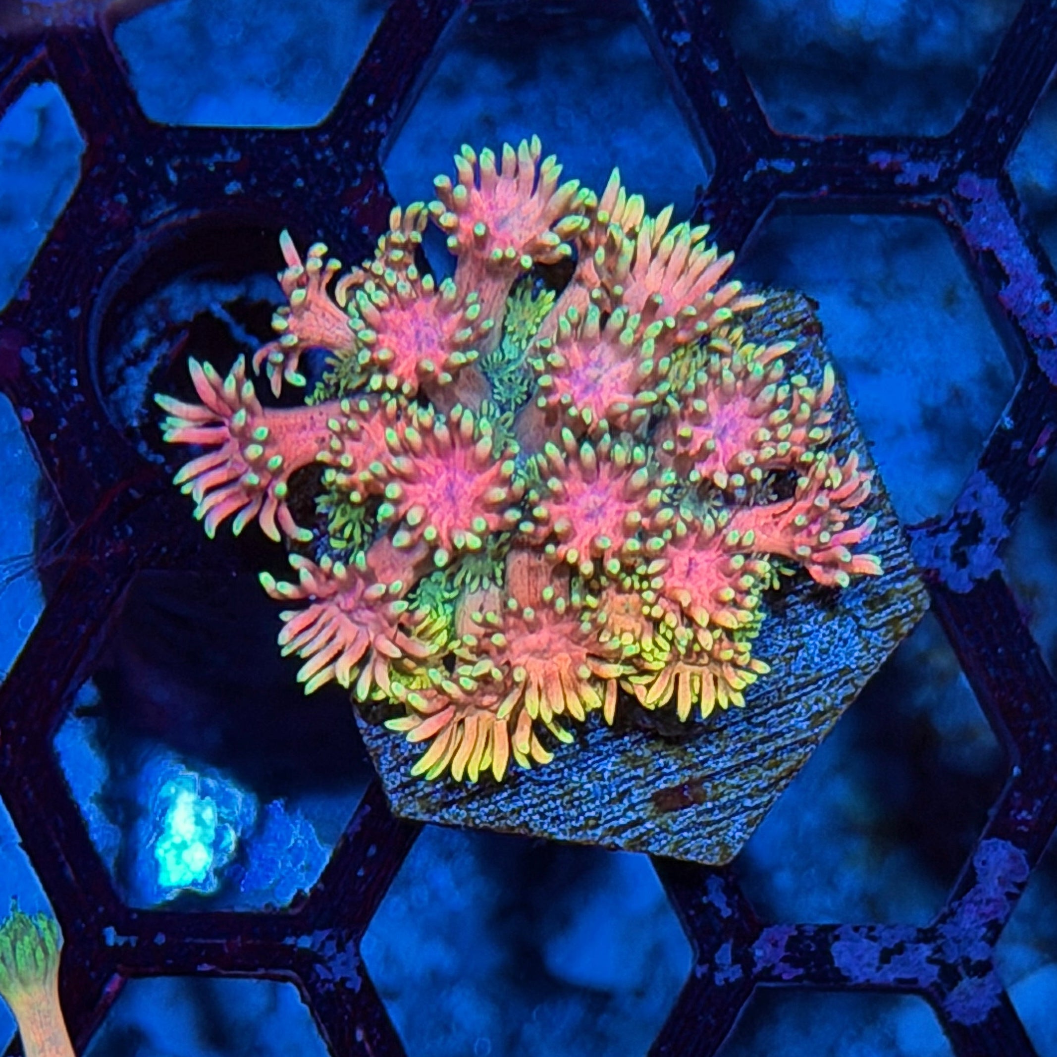 JEA Pink Flamingo Goniopora Coral 6/4