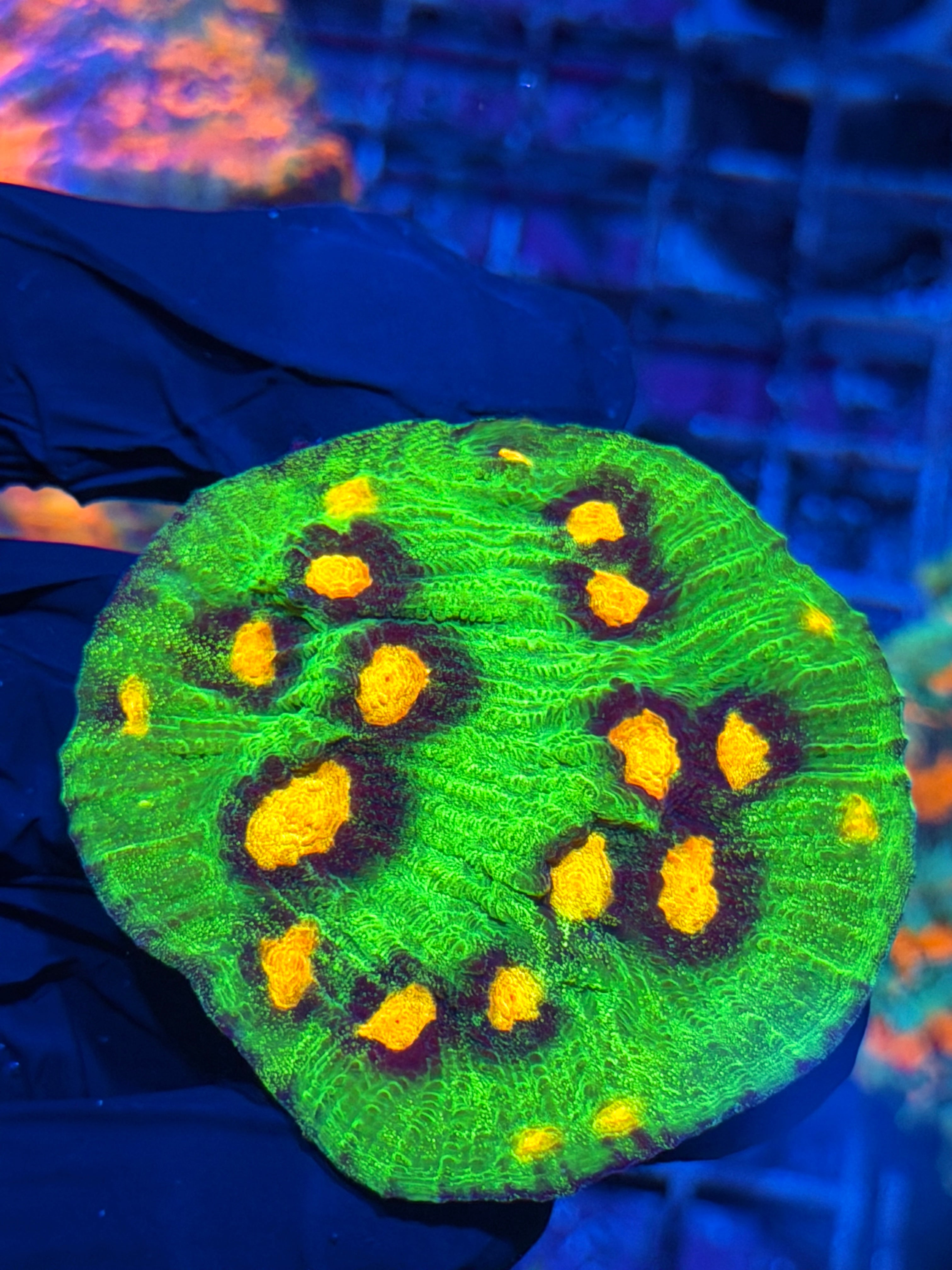 Raja Rampage Chalice Coral XL