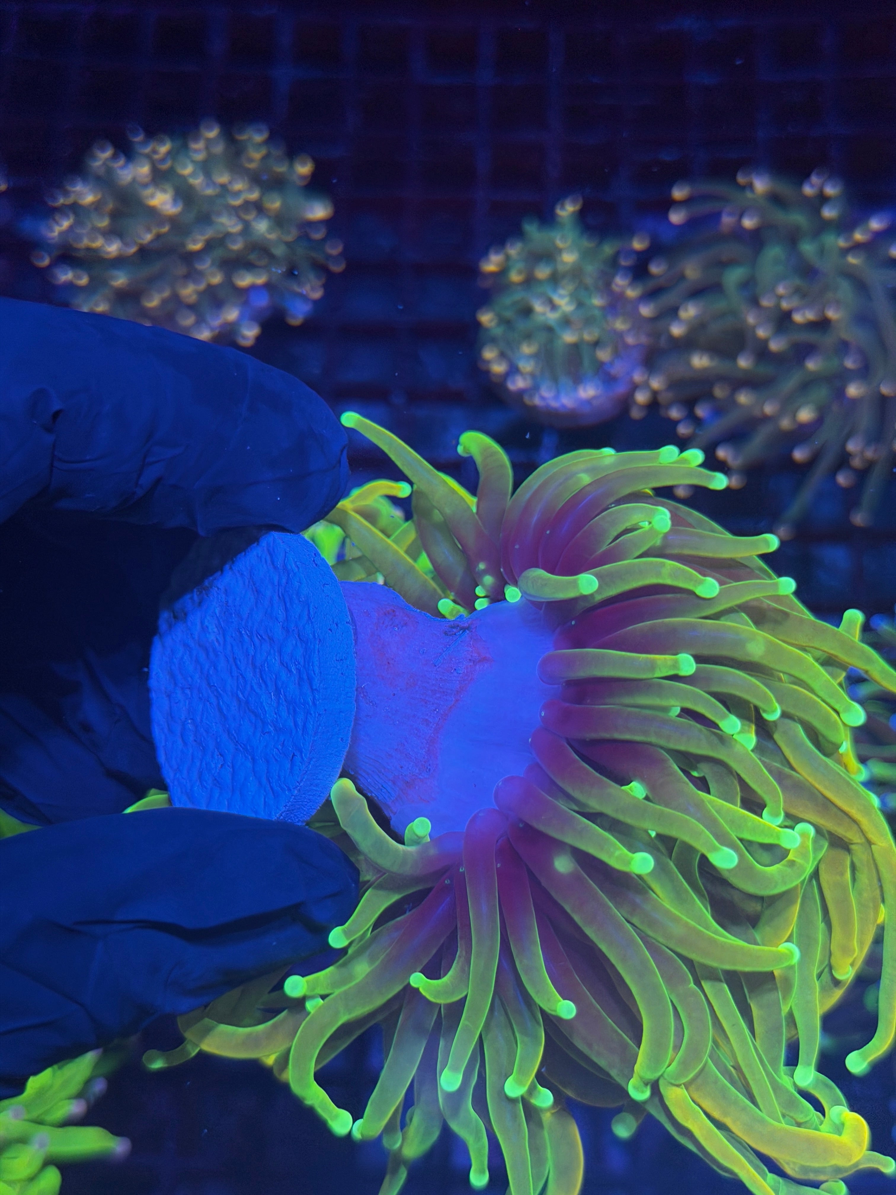 JEA Hellfire Torch Coral 1 XXL Head Splitting