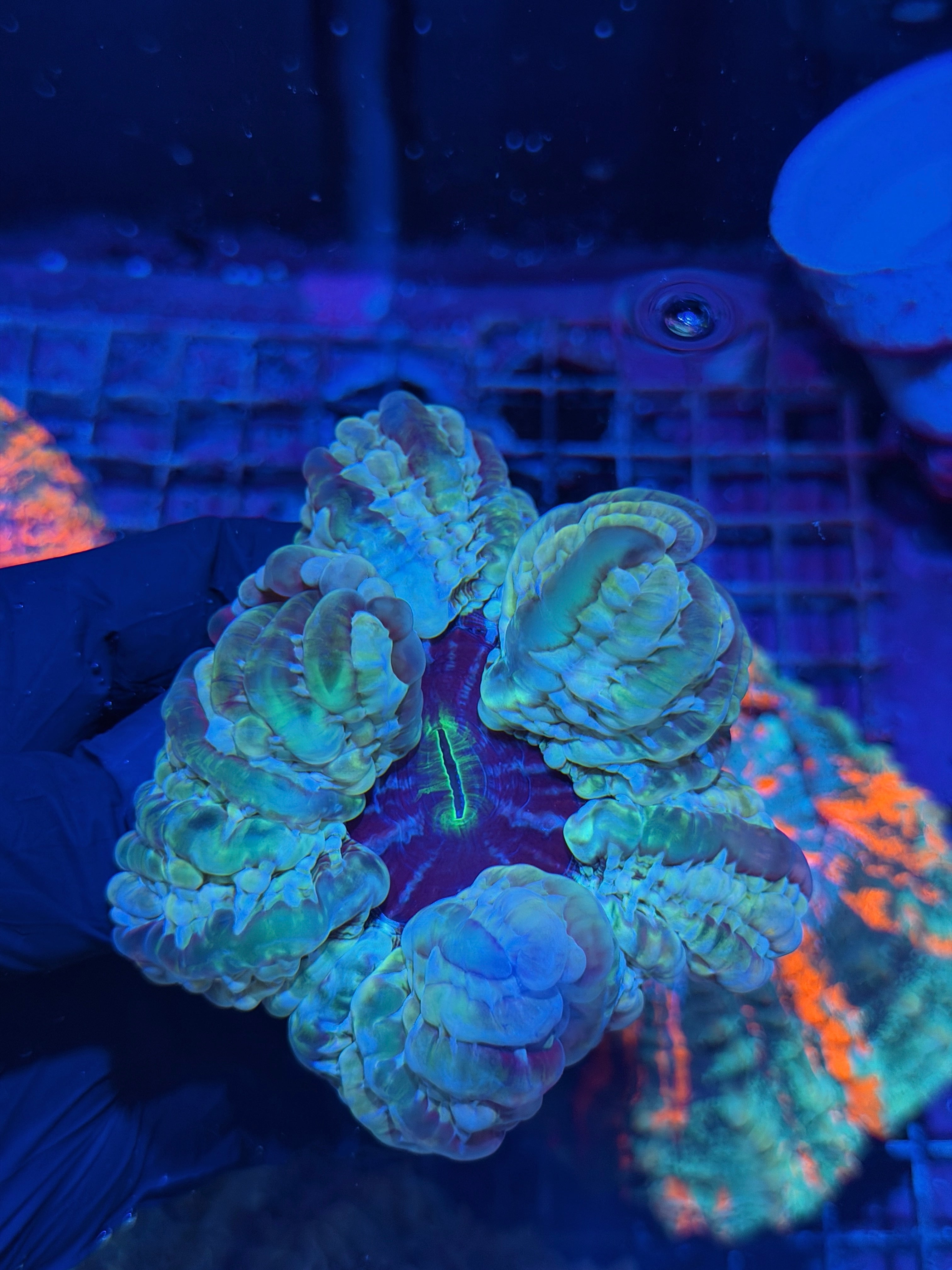 Multi Color Indophyllia Meat Coral XL