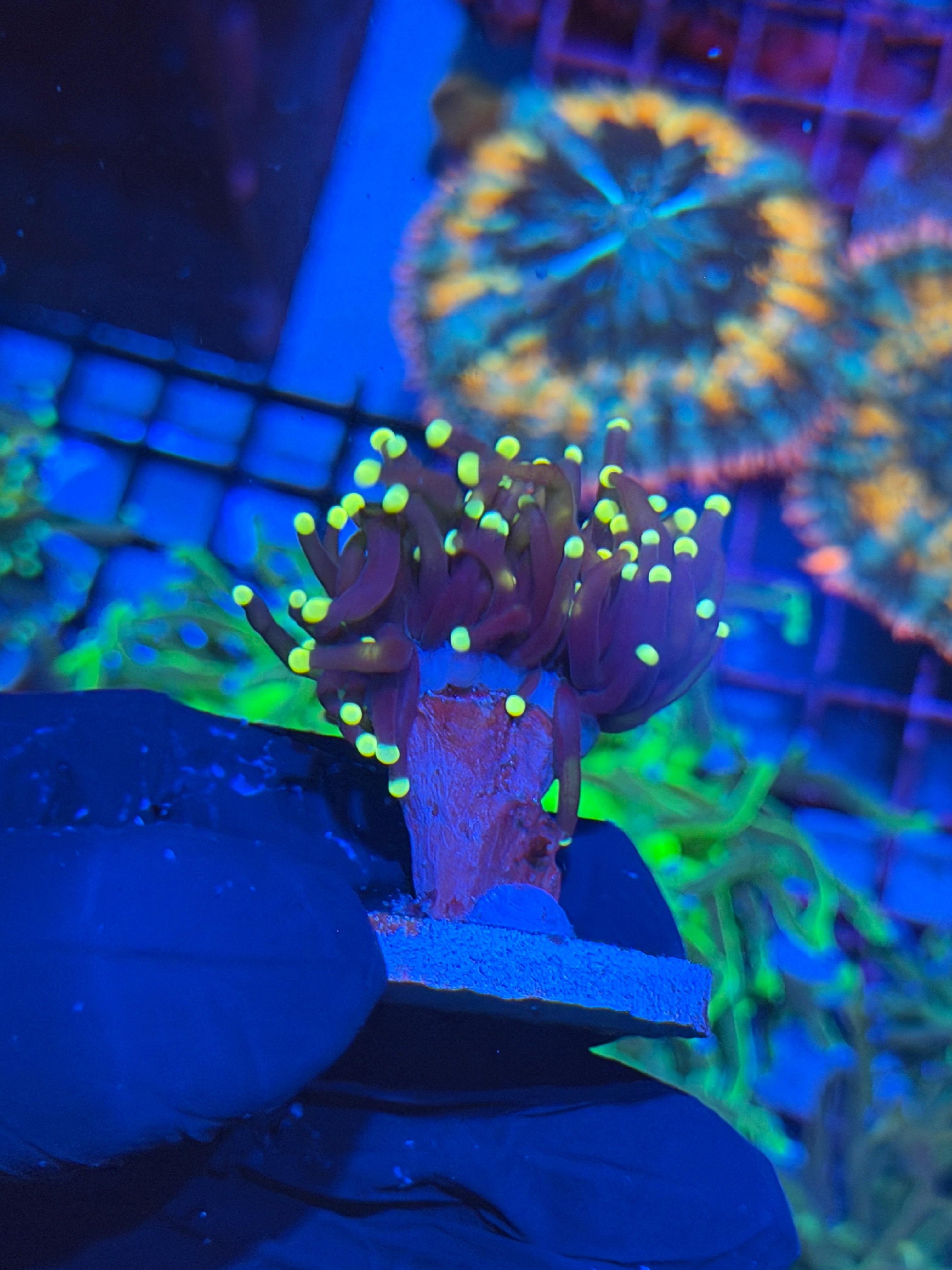 JEA Joker Torch Coral Splitting to 2 XL 7/15