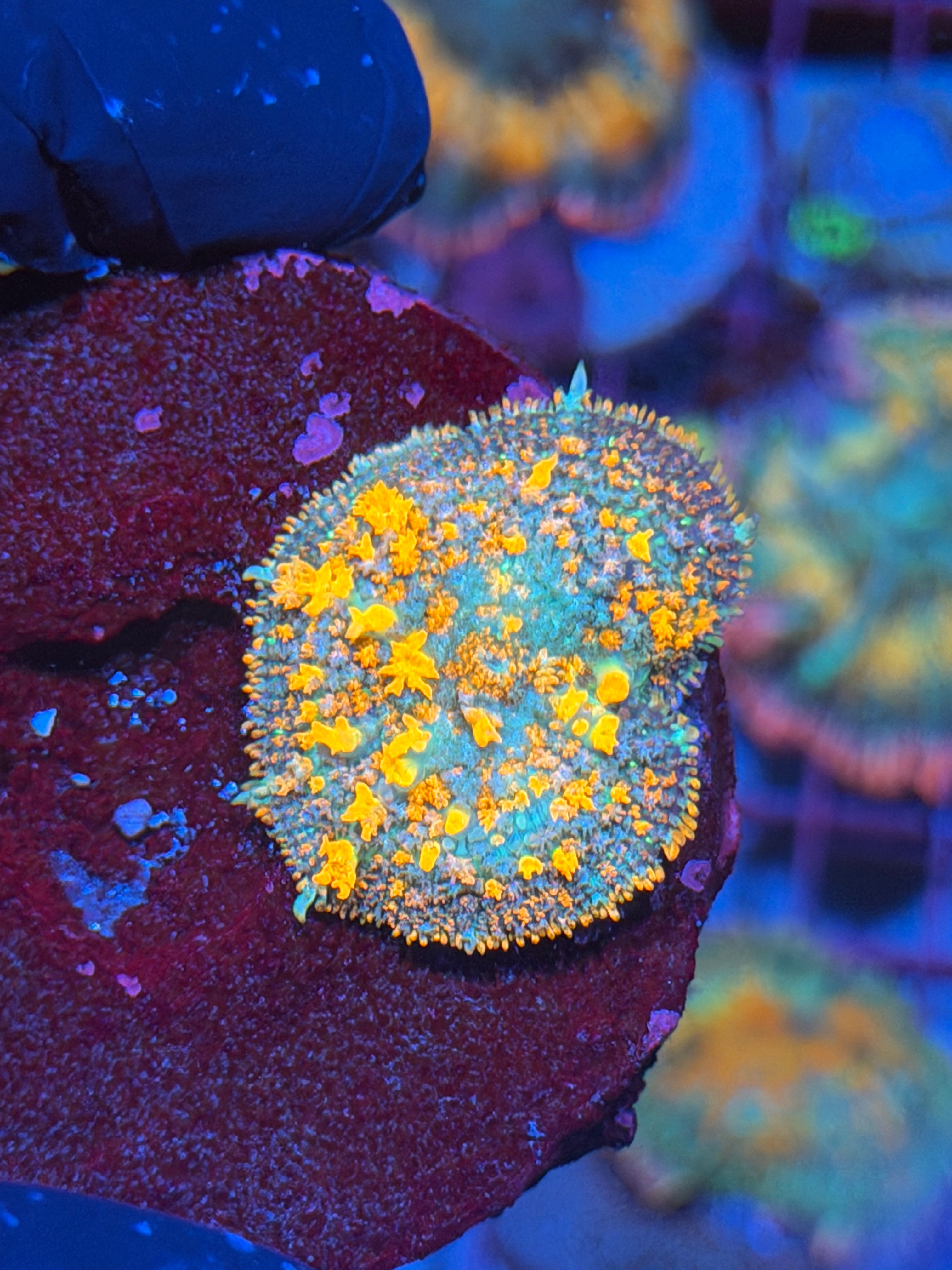 JEA Sunburst Bounce Mushroom Coral 6/4