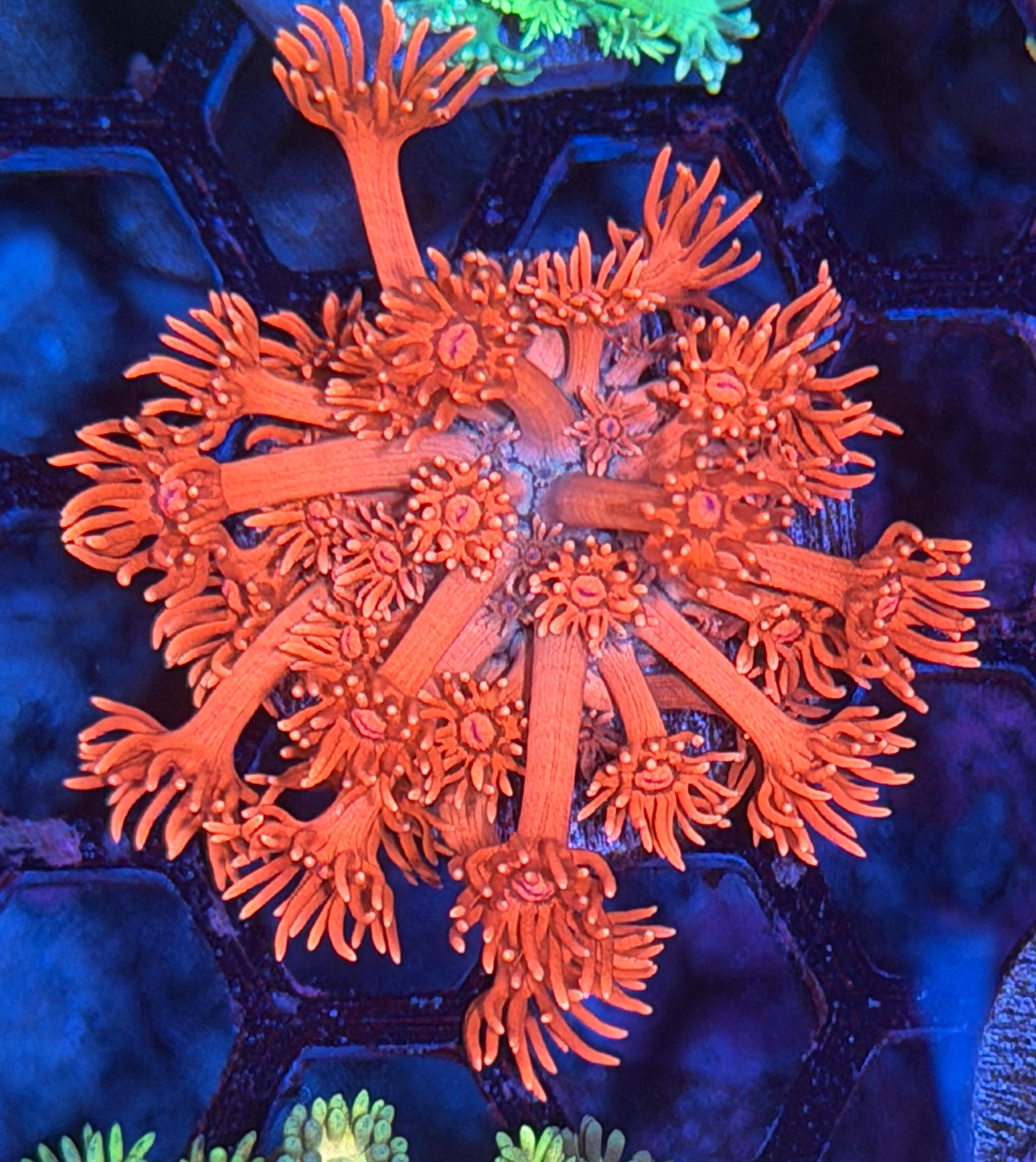 JEA Strawberry Milkshake Goniopora Coral 12/1