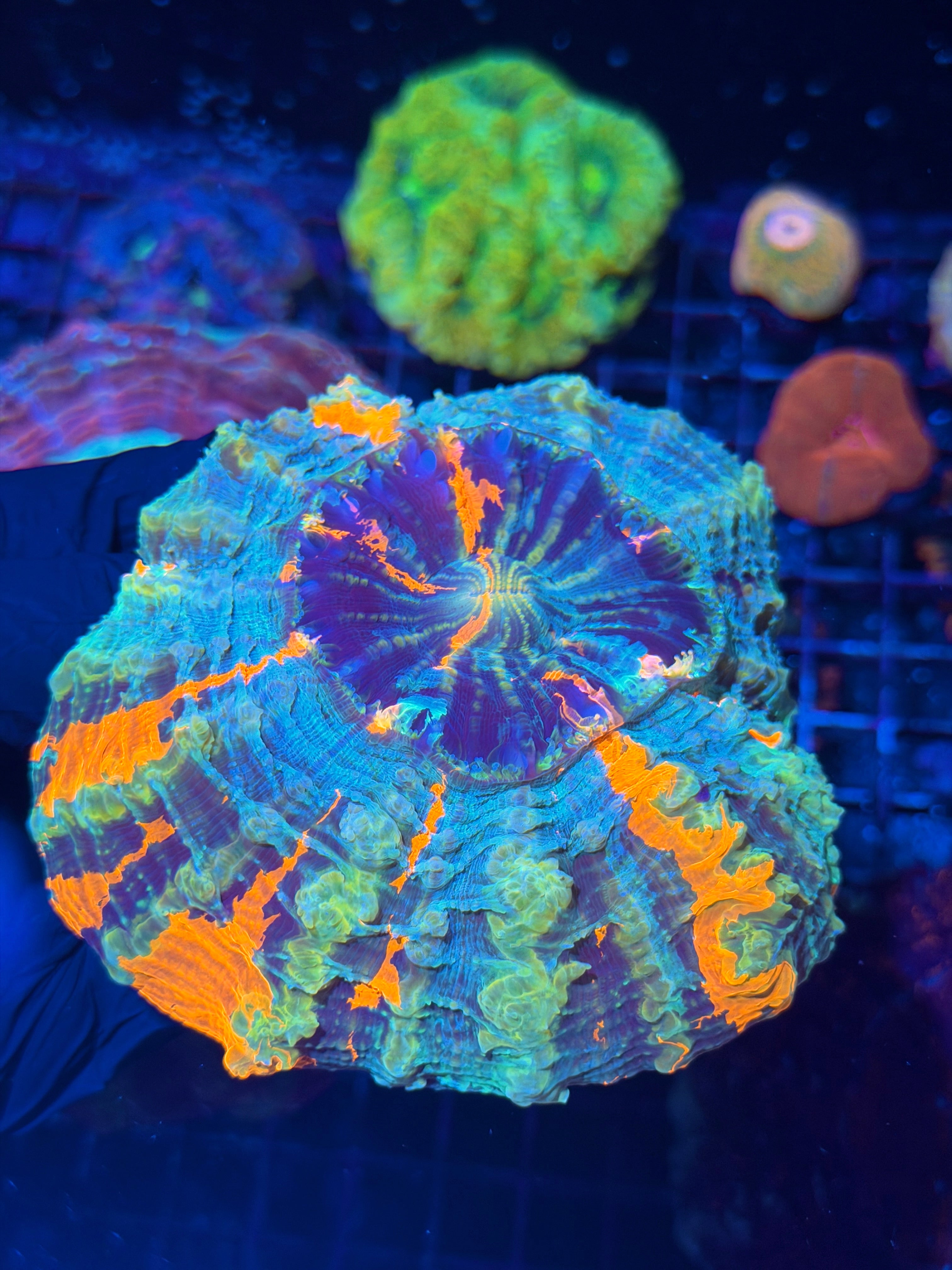 Insane Striped Acanthophyllia Meat Coral Show Piece
