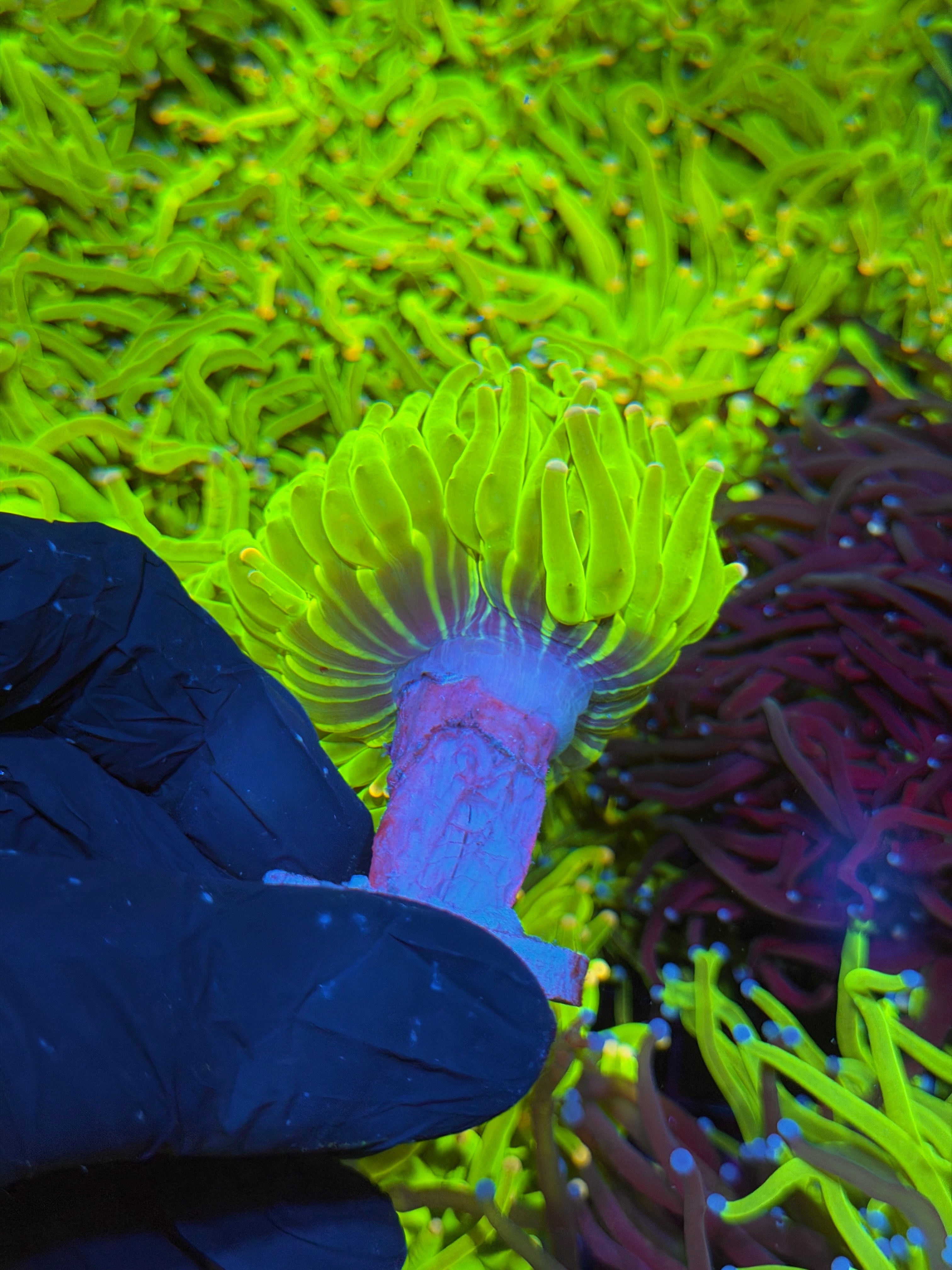 JEA Skittles Holy Grail Torch Coral 1 XXL Head 7/15
