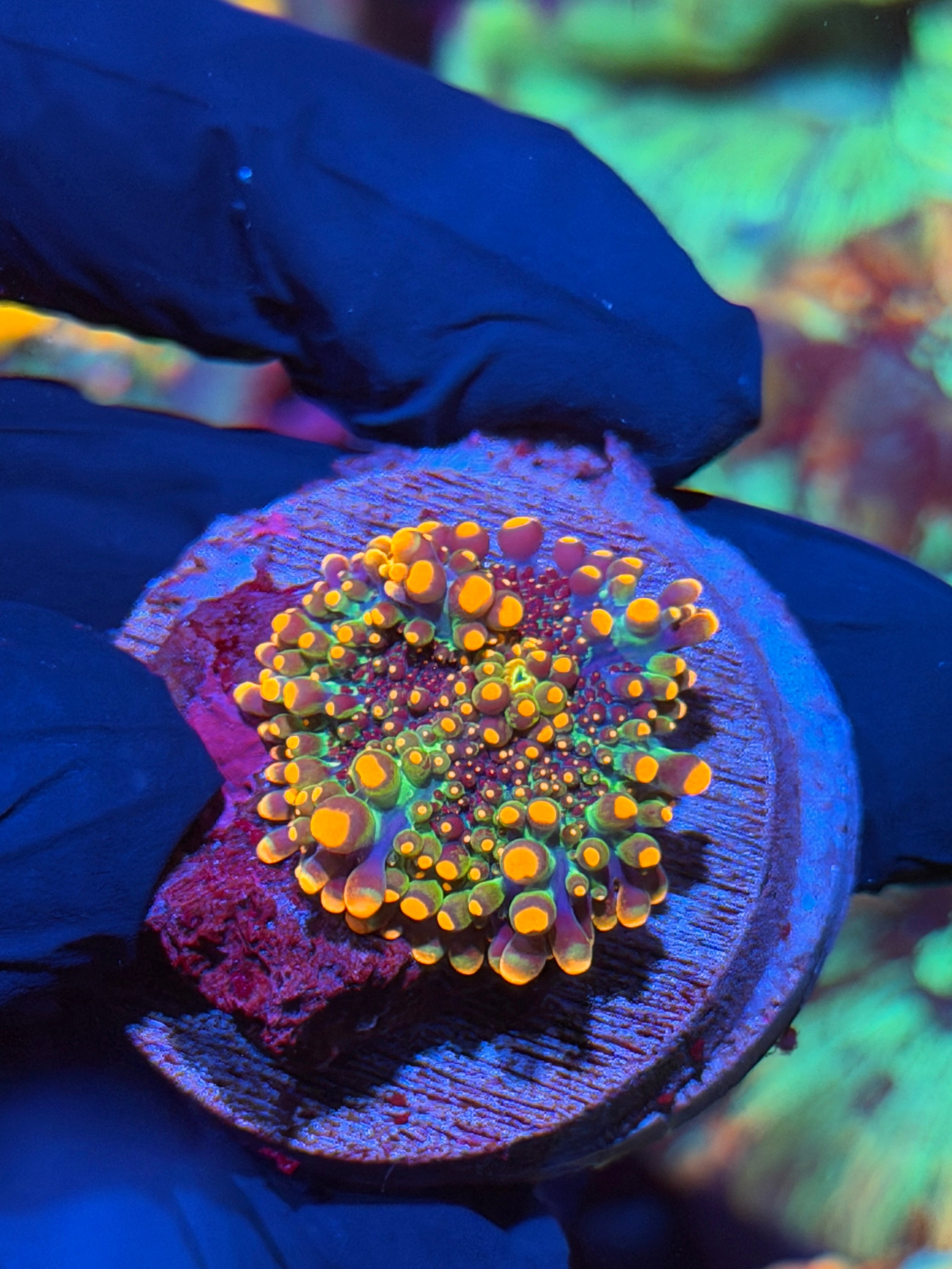 JEA Godzilla Mushroom Coral 2/25