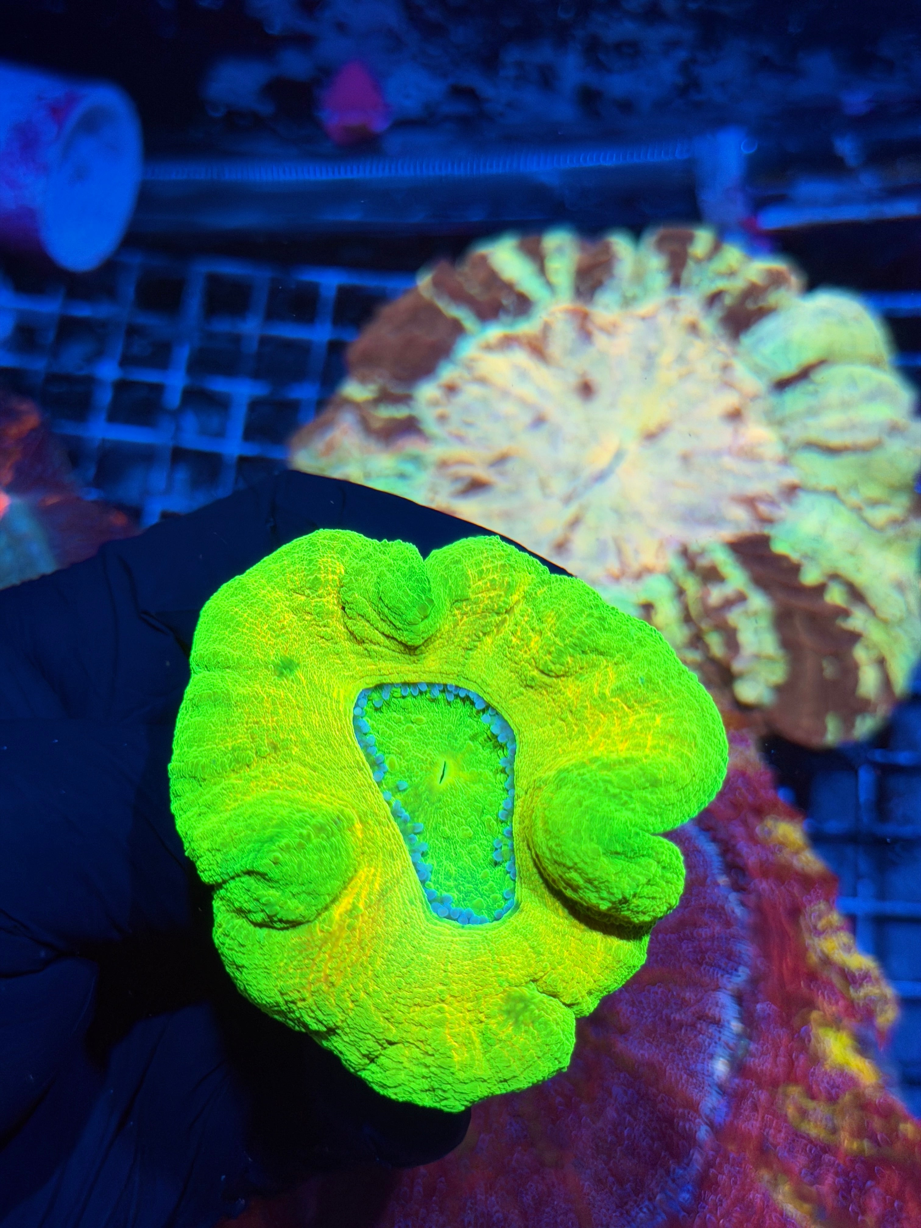 Insane Rare HiLighter Scolymia Meat Coral XXL Show Piece BRIGHT 7/22
