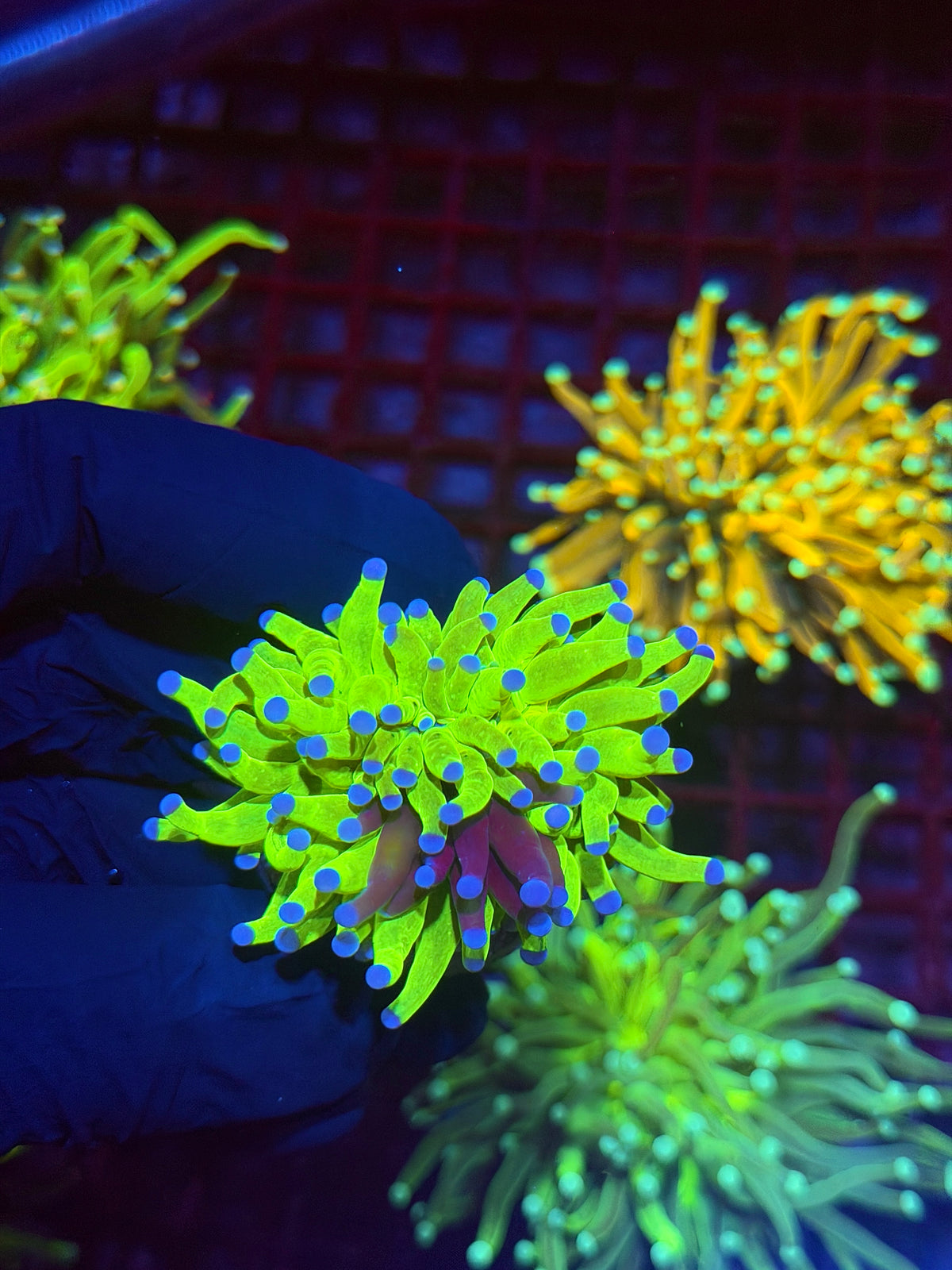 JEA Grafted Holy Grail Torch Coral 1 XL Head 9/27