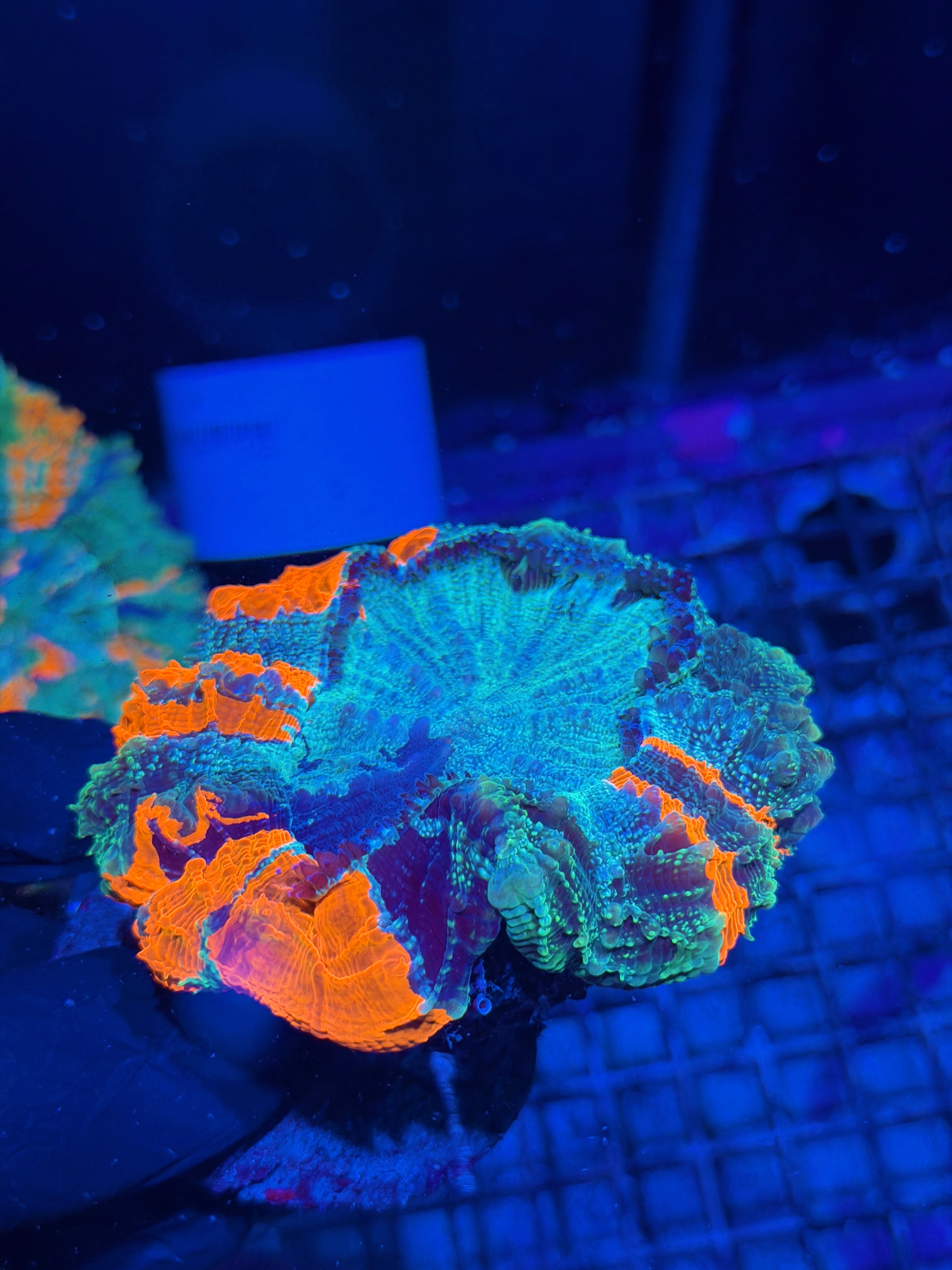 Striped Glitter Acanthophyllia Meat Coral XL