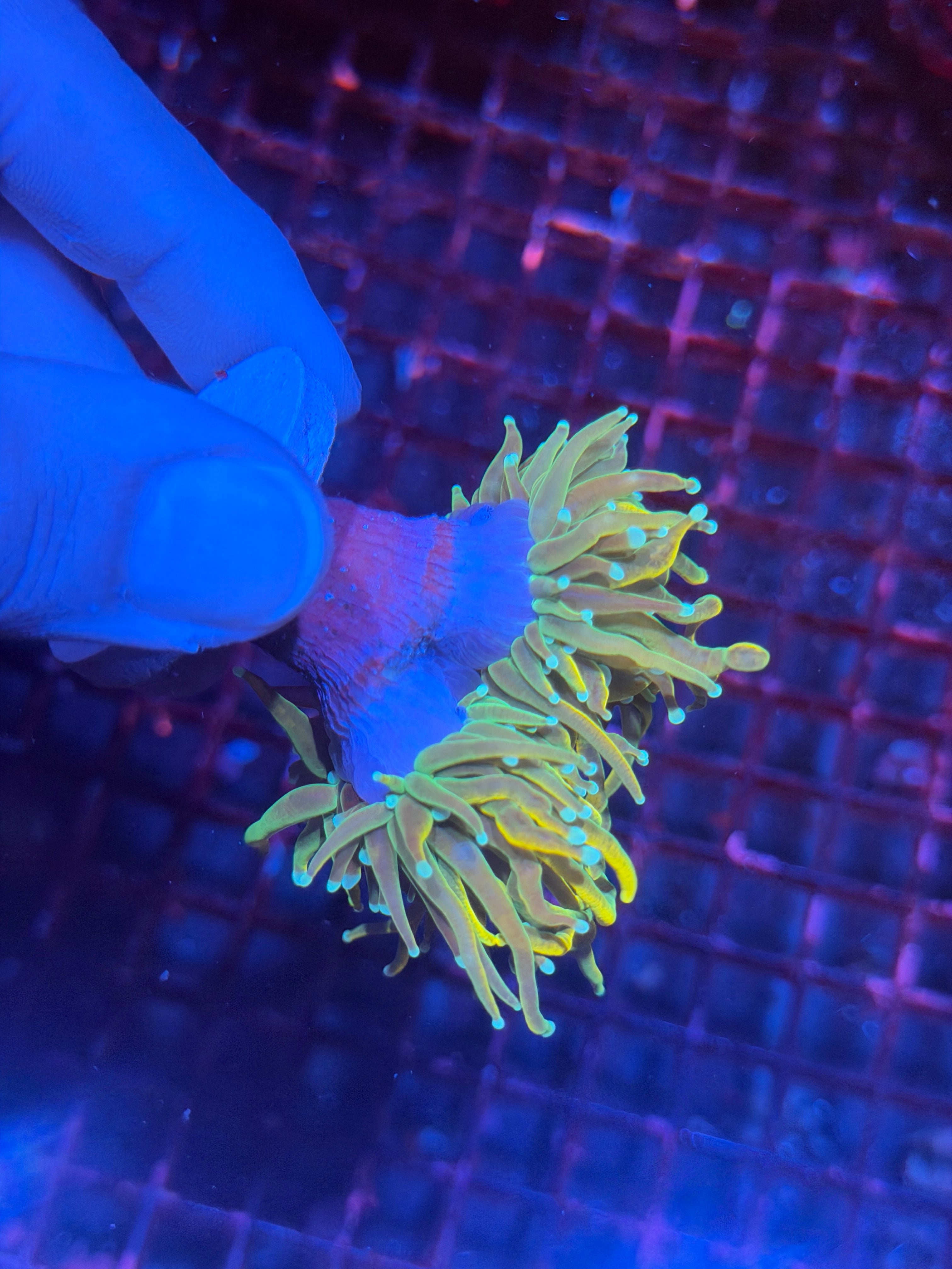 JEA Holy Mac Grail Torch Coral 2 Heads XL 11/28