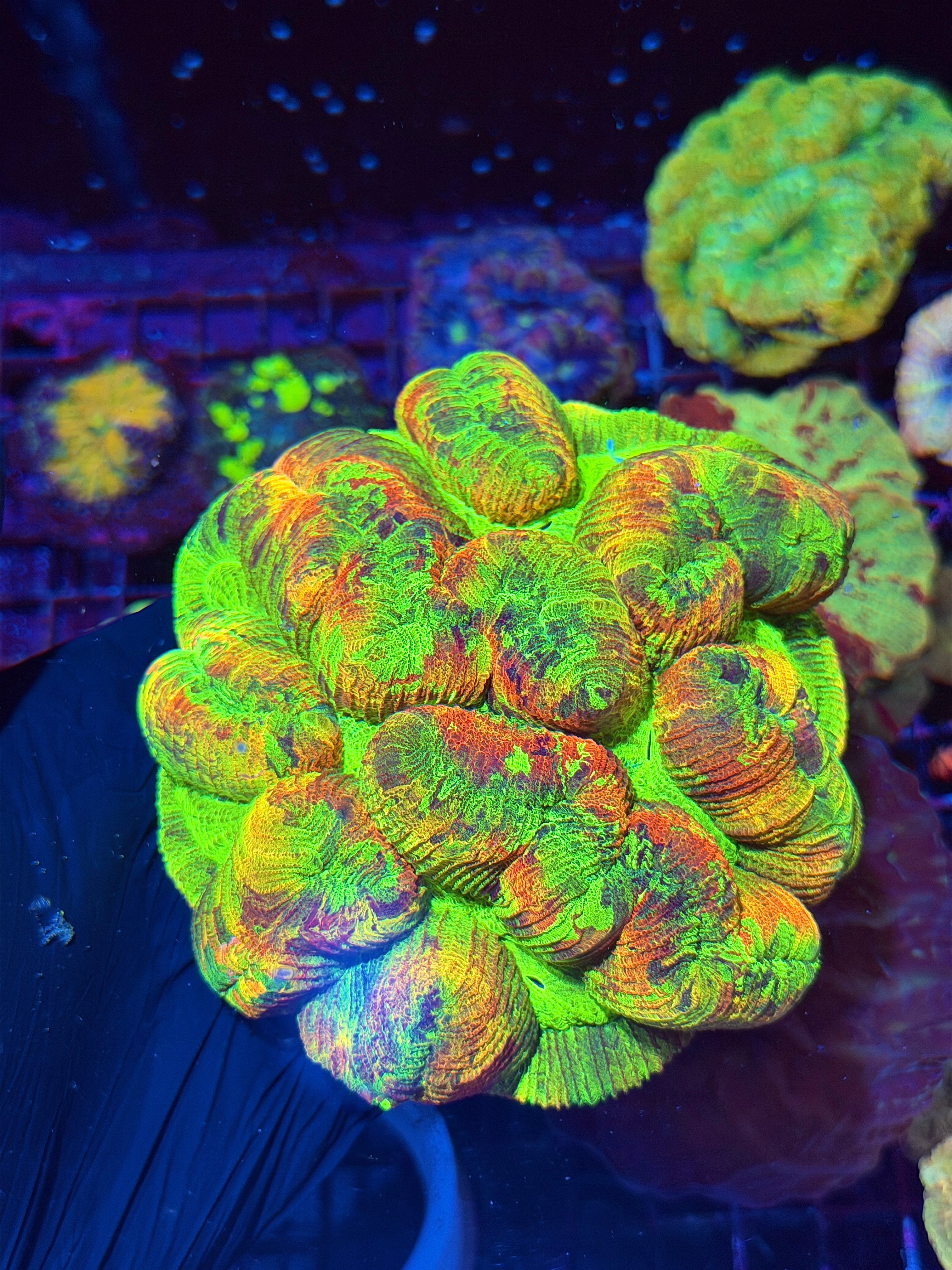 Insanely Bright Multicolor Trachyphyllia Meat Coral XXXL Show Piece